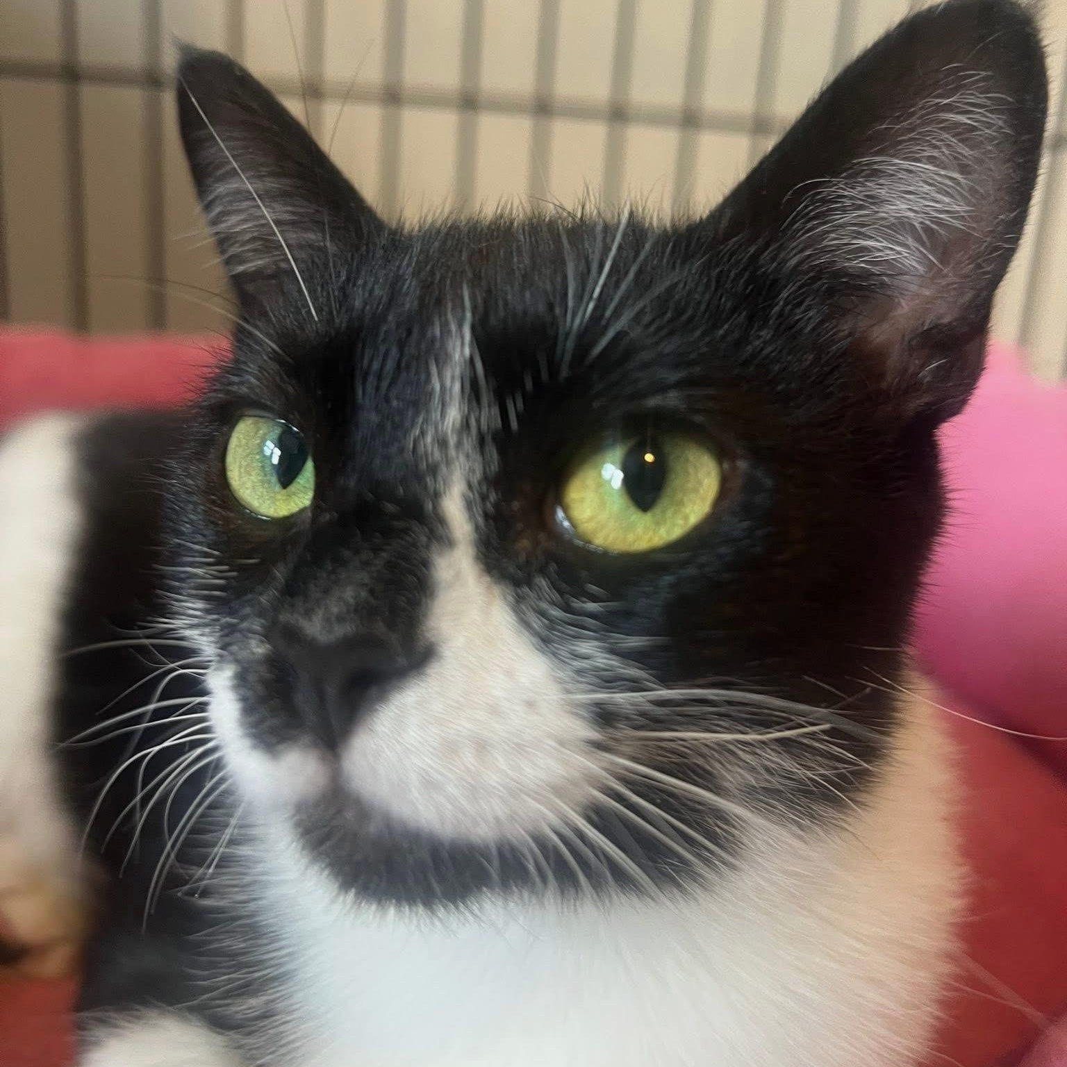 Enlarge Flo, a Adoptable Domestic Long Hair in North Huntingdon, PA image 1/3