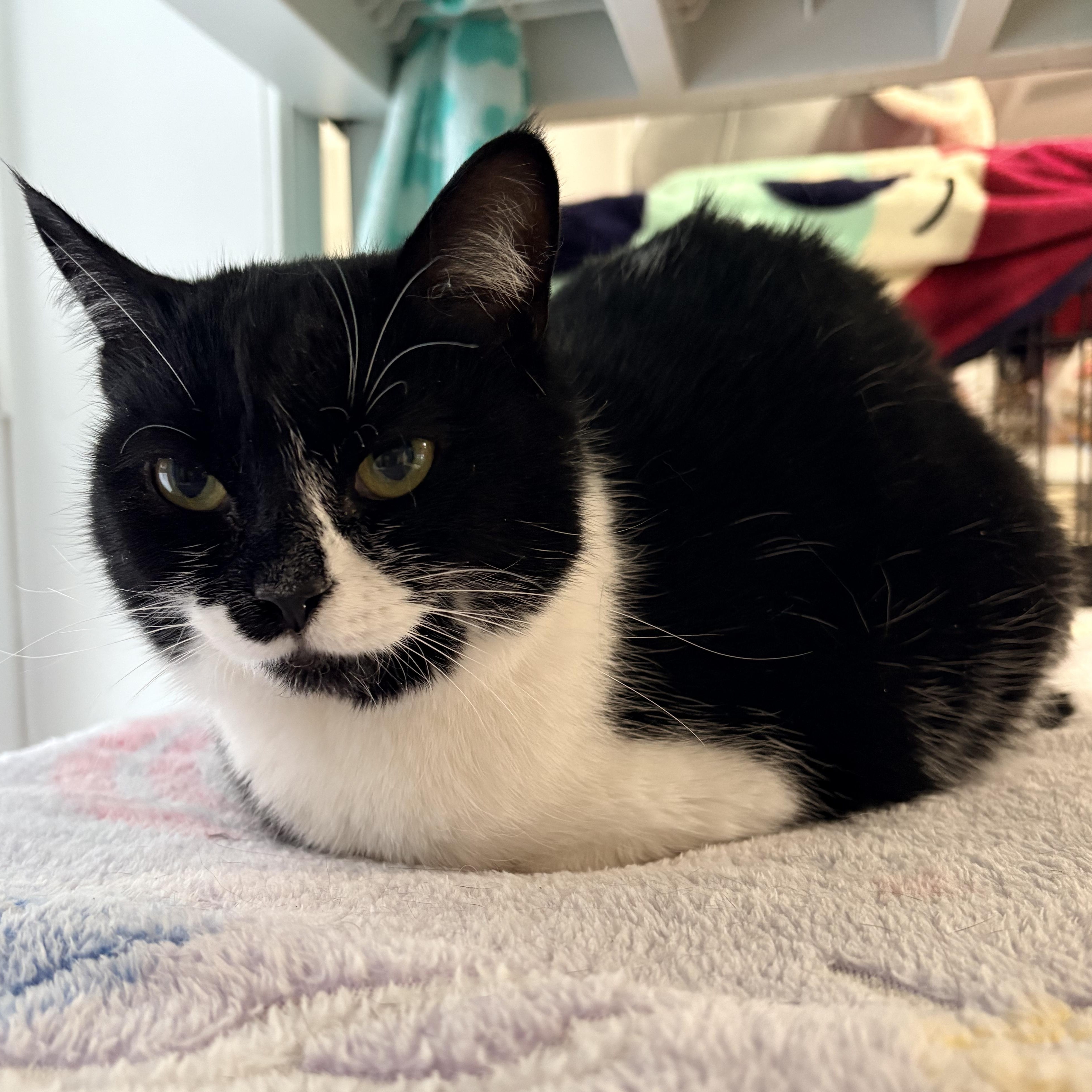 Enlarge Flo, a Adoptable Domestic Long Hair in North Huntingdon, PA image 2/4