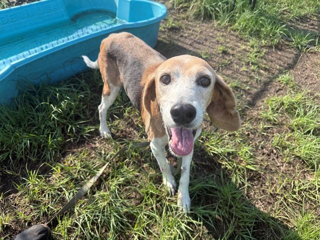 Enlarge AUGGIE, a Adoptable Treeing Walker Coonhound in Ocala, FL image 1/1