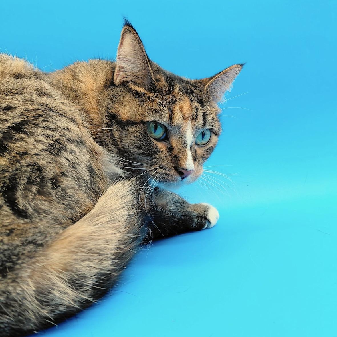 Enlarge Ghost Pepper, a Adoptable Domestic Short Hair in Springfield, MO image 3/6