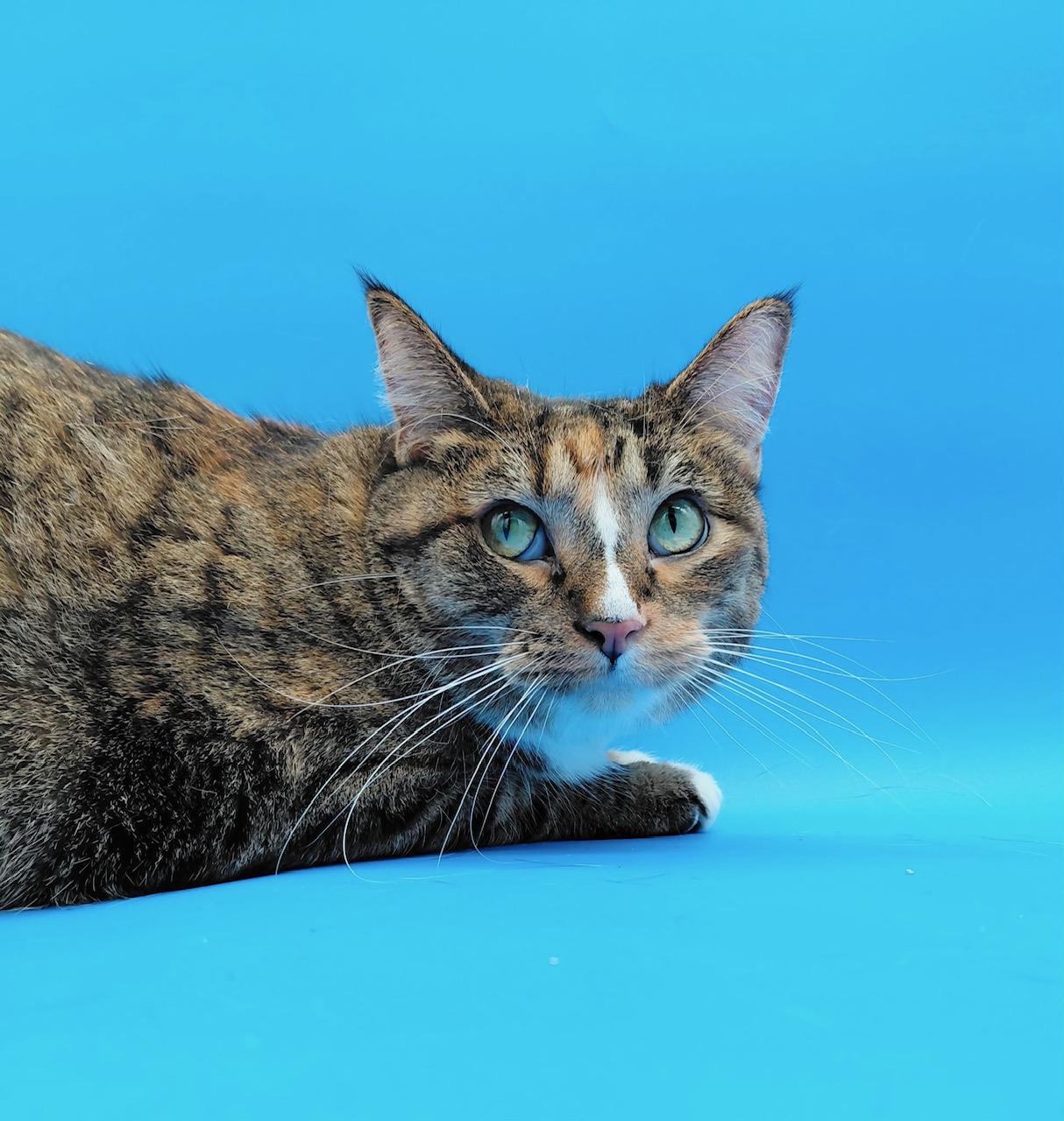 Enlarge Ghost Pepper, a Adoptable Domestic Short Hair in Springfield, MO image 4/6