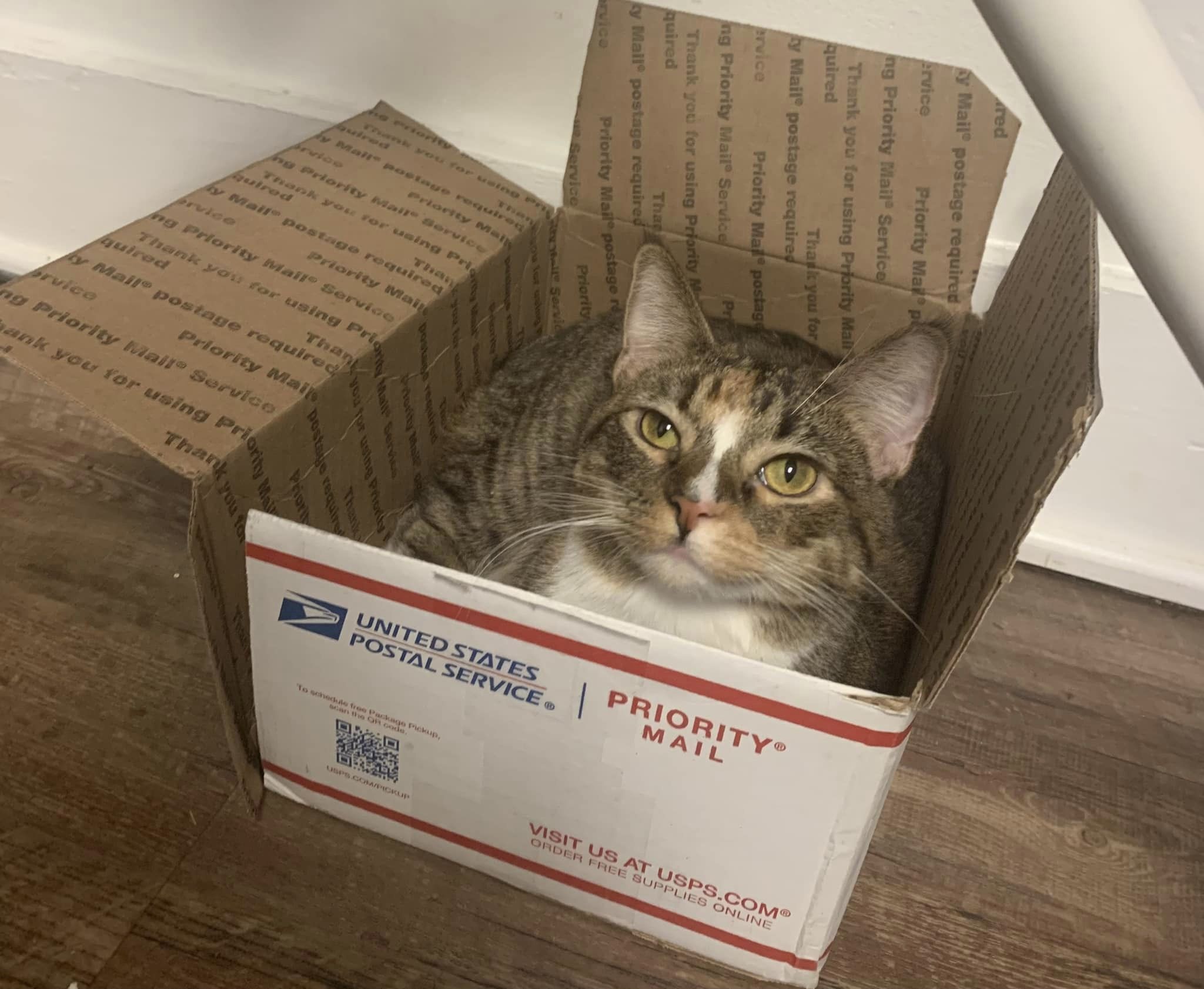 Ghost Pepper, a Adoptable Domestic Short Hair image 1/18