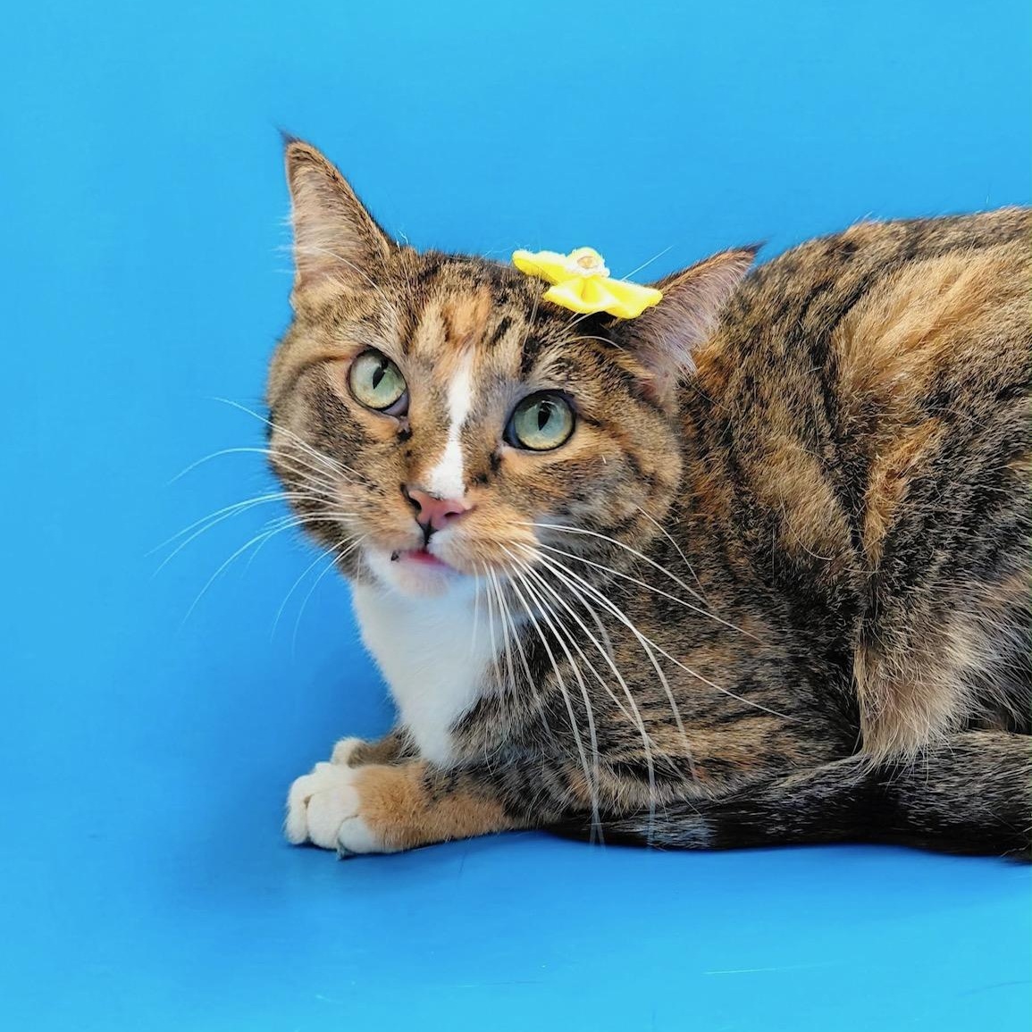 Enlarge Ghost Pepper, a Adoptable Domestic Short Hair in Springfield, MO image 1/6