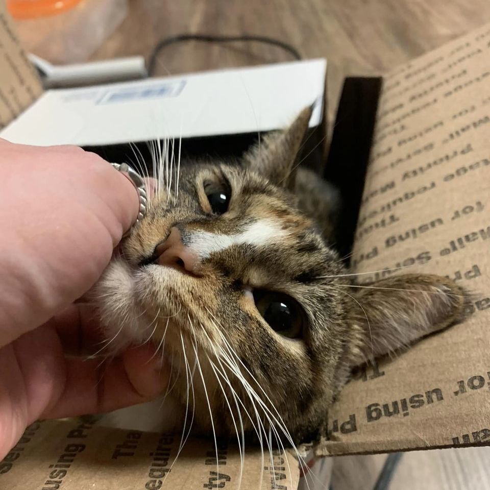 Ghost Pepper, a Adoptable Domestic Short Hair image 2/18