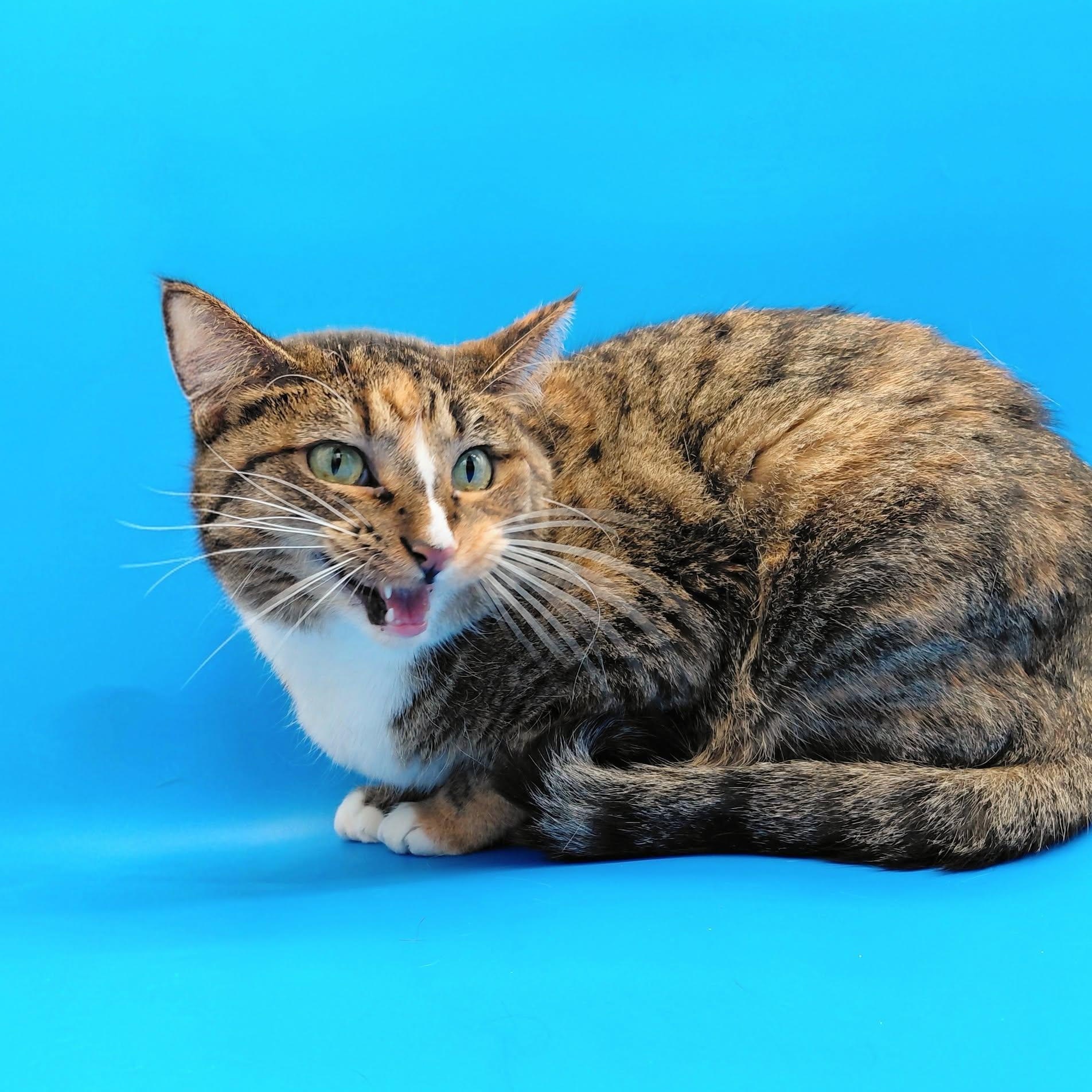 Enlarge Ghost Pepper, a Adoptable Domestic Short Hair in Springfield, MO image 5/6
