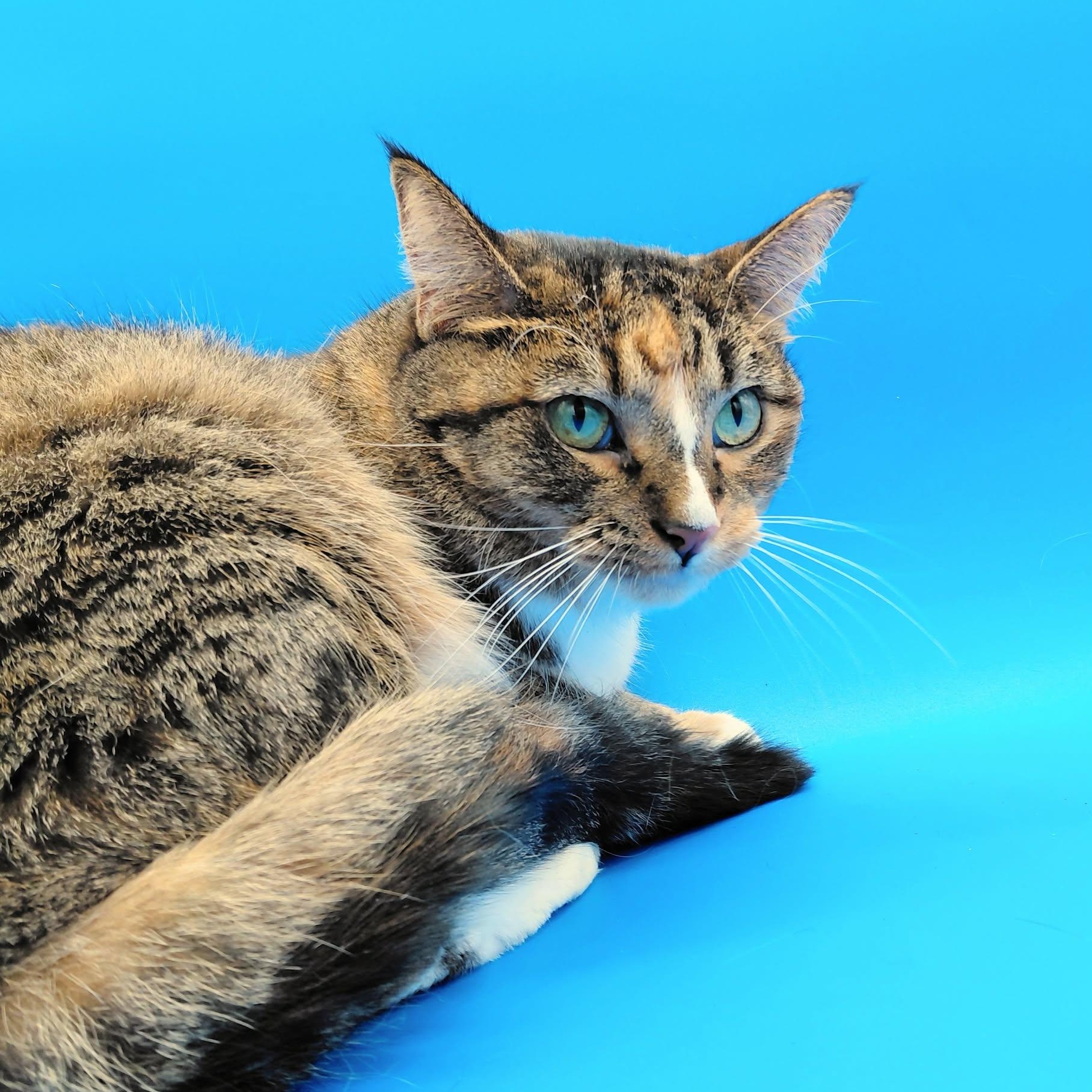 Enlarge Ghost Pepper, a Adoptable Domestic Short Hair in Springfield, MO image 6/6
