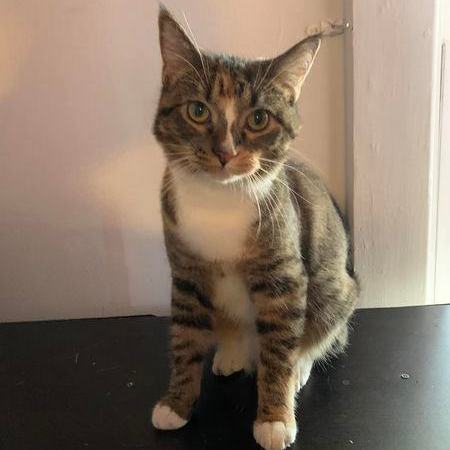 Ghost Pepper, a Adoptable Domestic Short Hair image 3/18