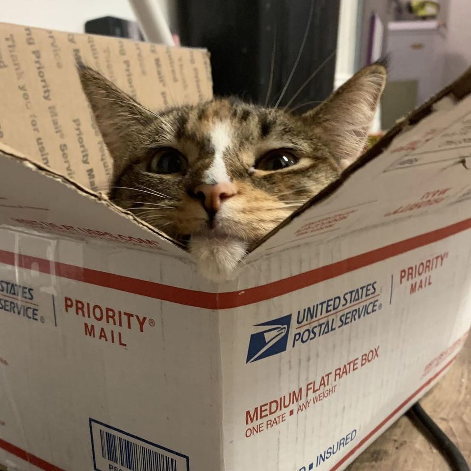 Ghost Pepper, a Adoptable Domestic Short Hair image 4/18