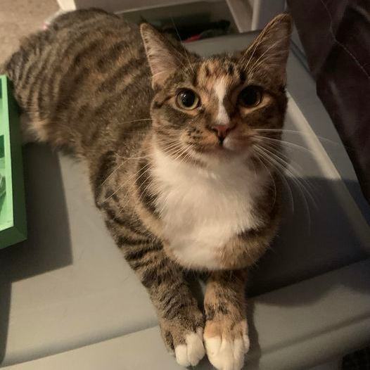 Ghost Pepper, a Adoptable Domestic Short Hair image 5/18