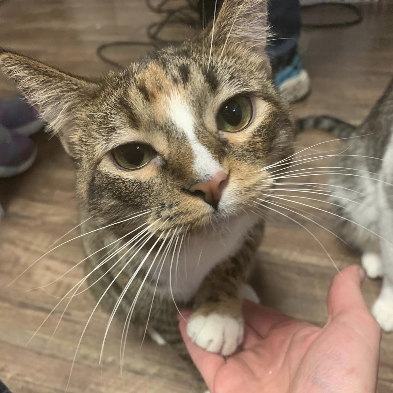 Ghost Pepper, a Adoptable Domestic Short Hair image 6/18