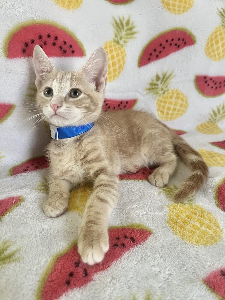 Fabian, Baby Male Tabby