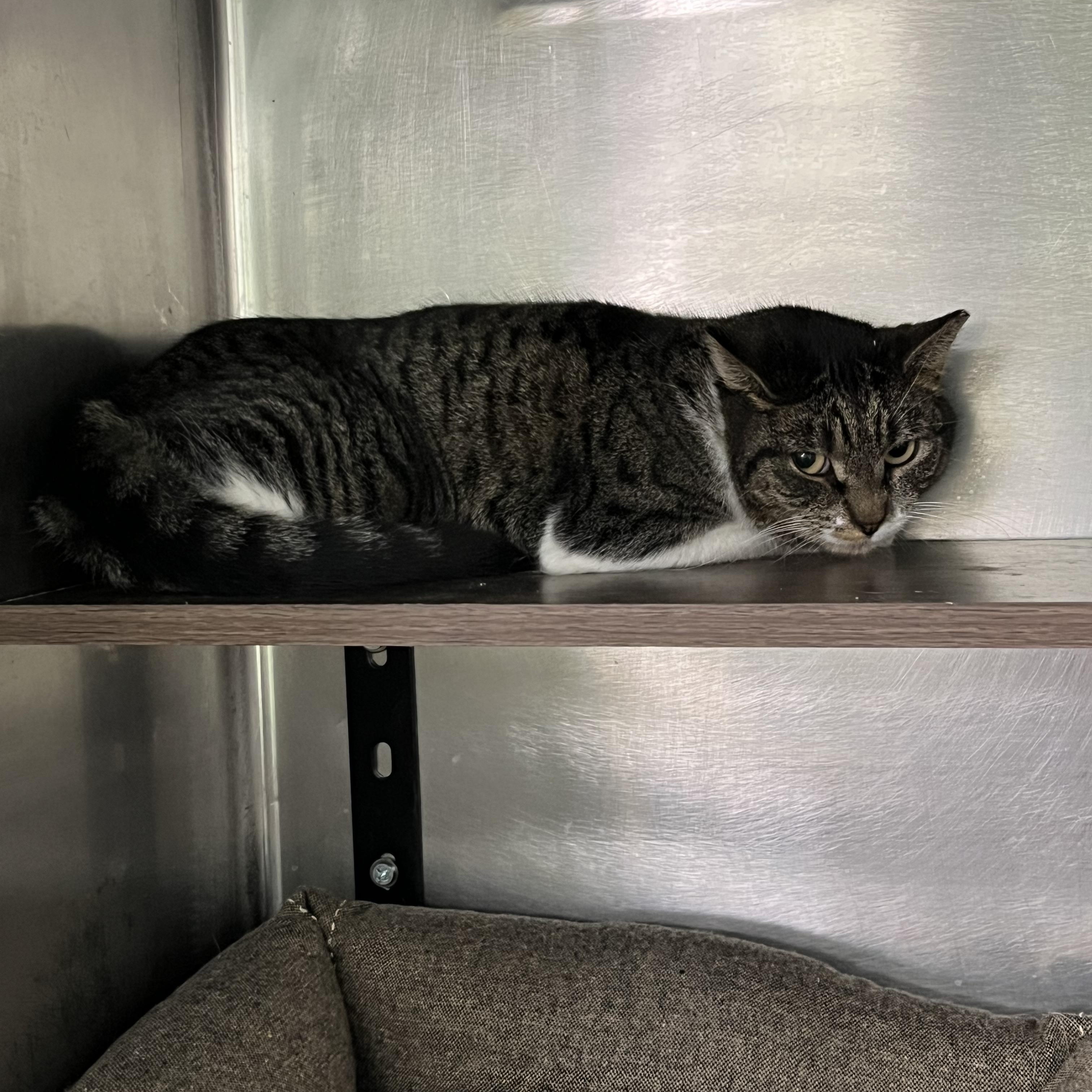 Enlarge Mooshu, a ADOPTABLE Tabby in Pompton Plains, NJ image 2/2