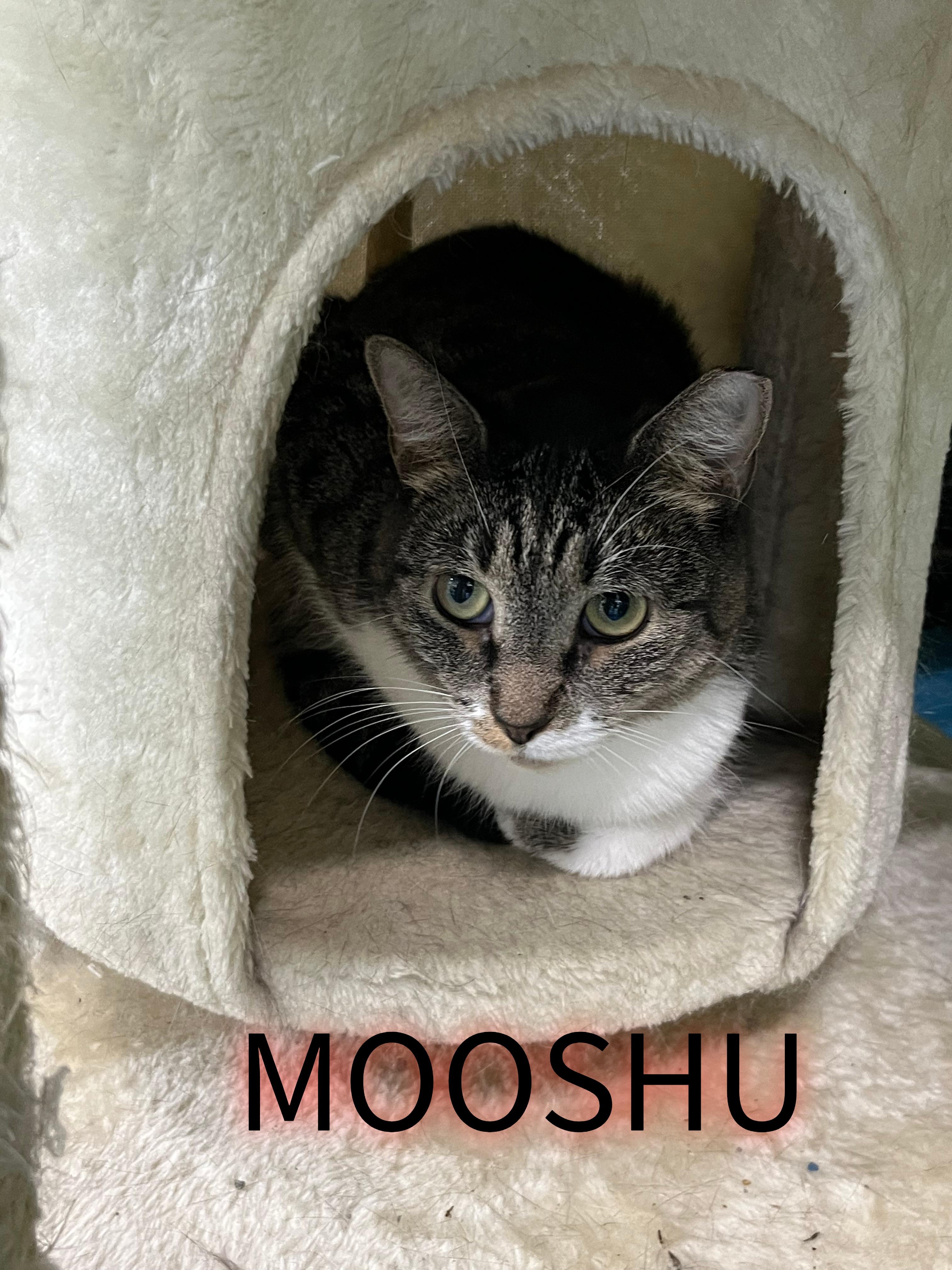 Mooshu, a ADOPTABLE Tabby in Pompton Plains, NJ image 3/3