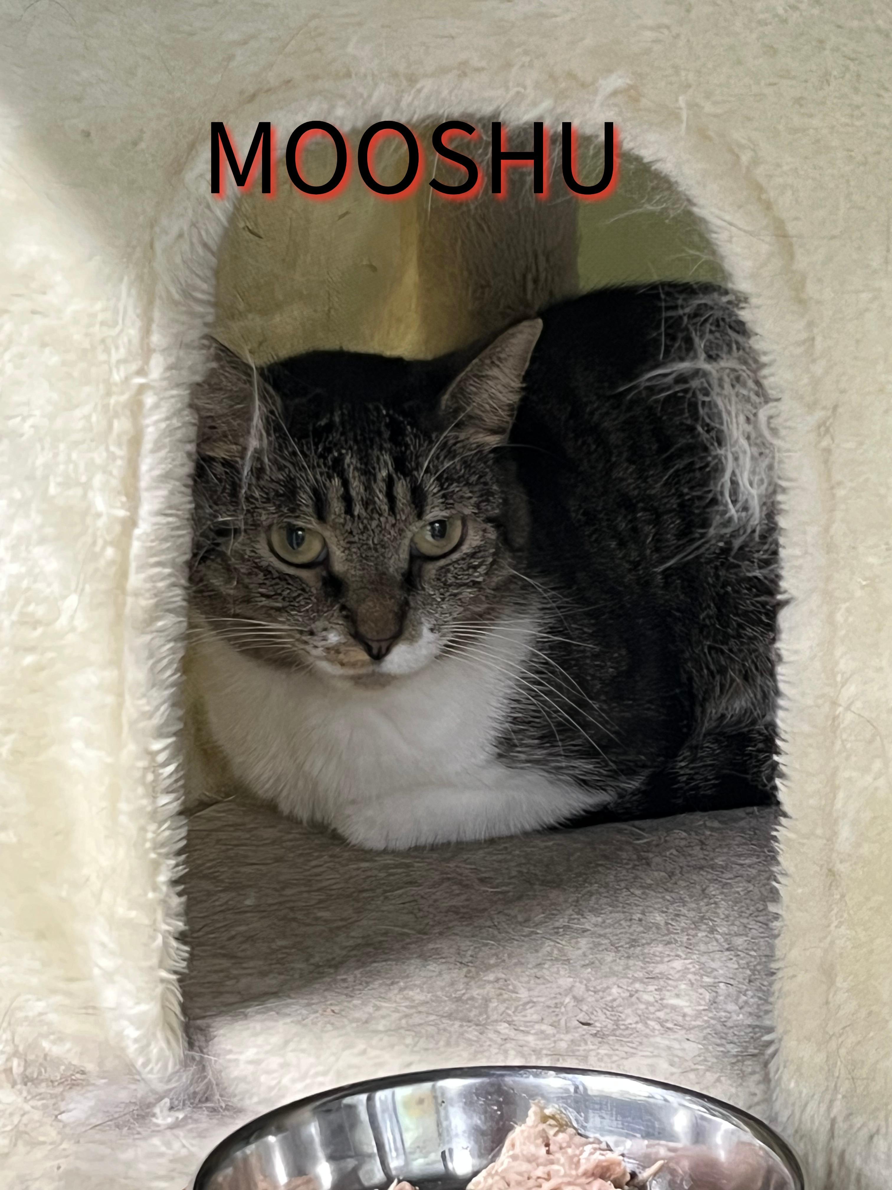 Mooshu, ADOPTABLE, Young Female Tabby.