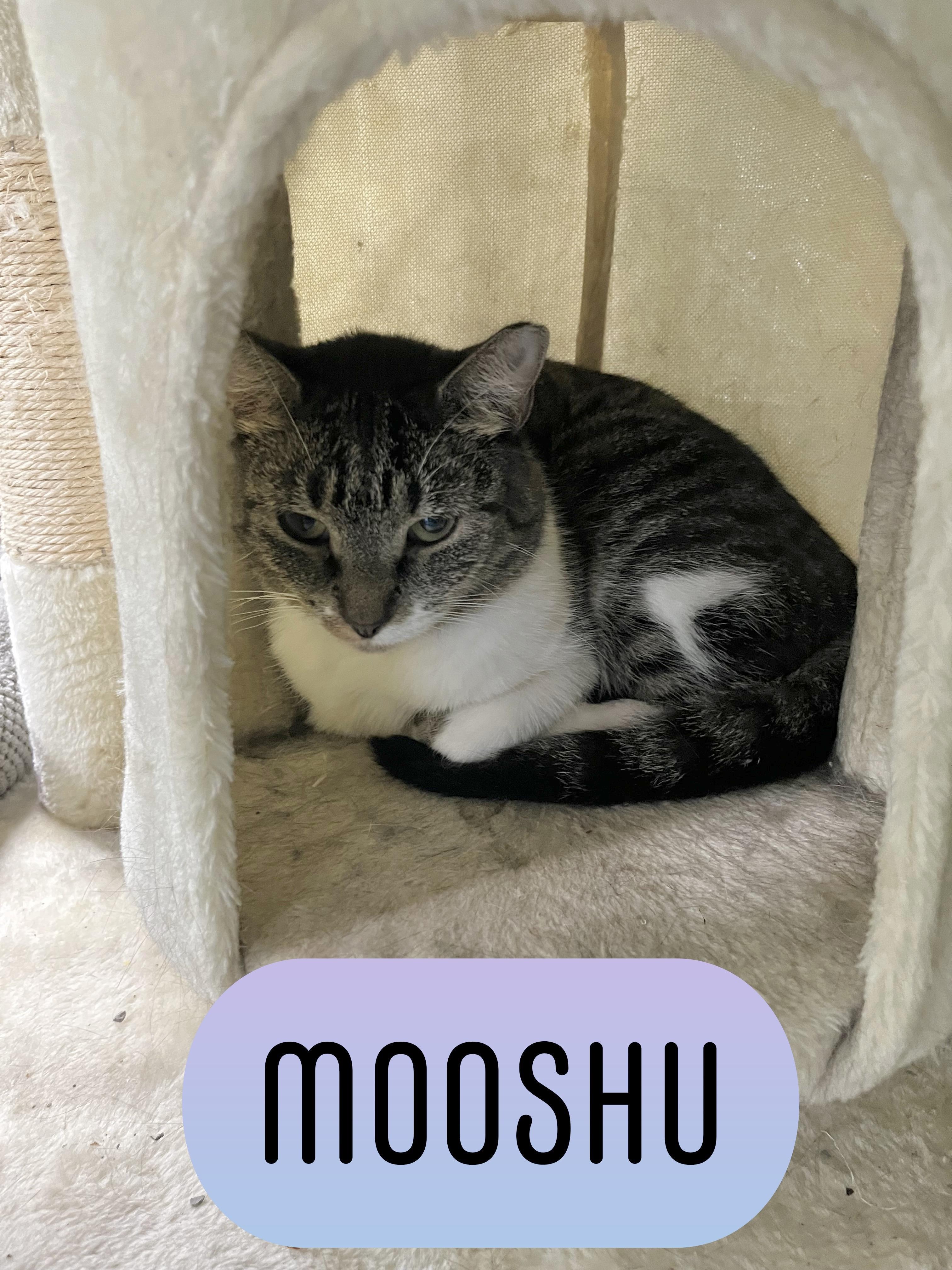 Mooshu, a ADOPTABLE Tabby in Pompton Plains, NJ image 2/3