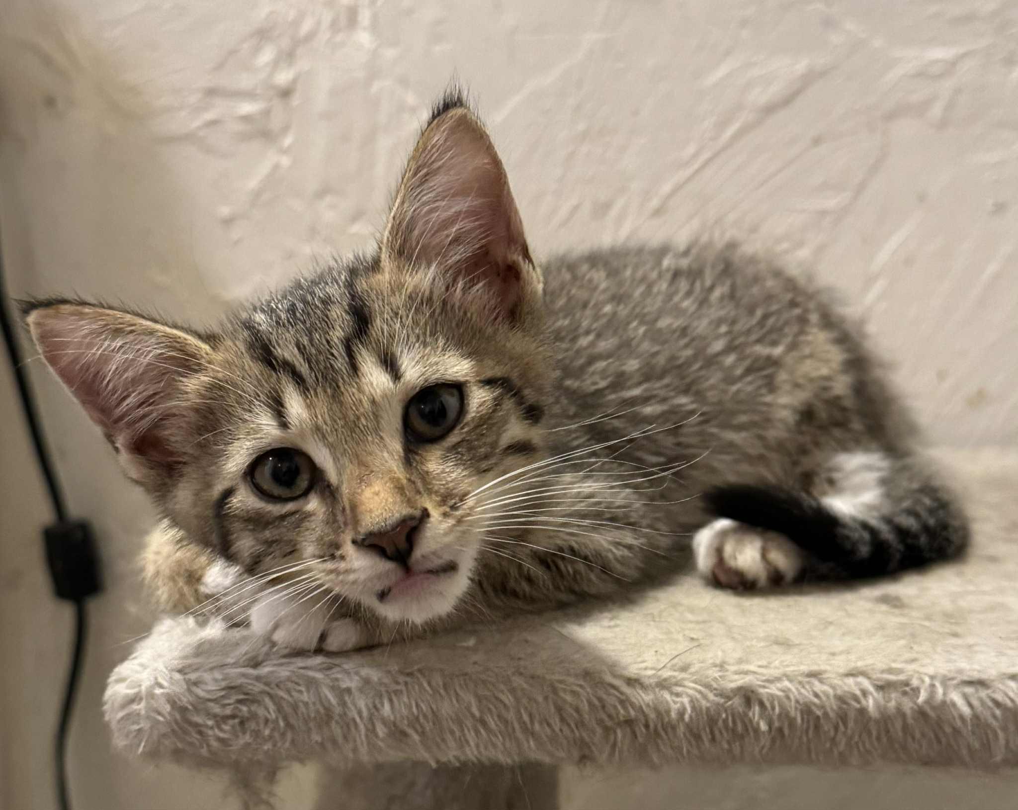 Timmy (Alex-fostered in FL) photo 1