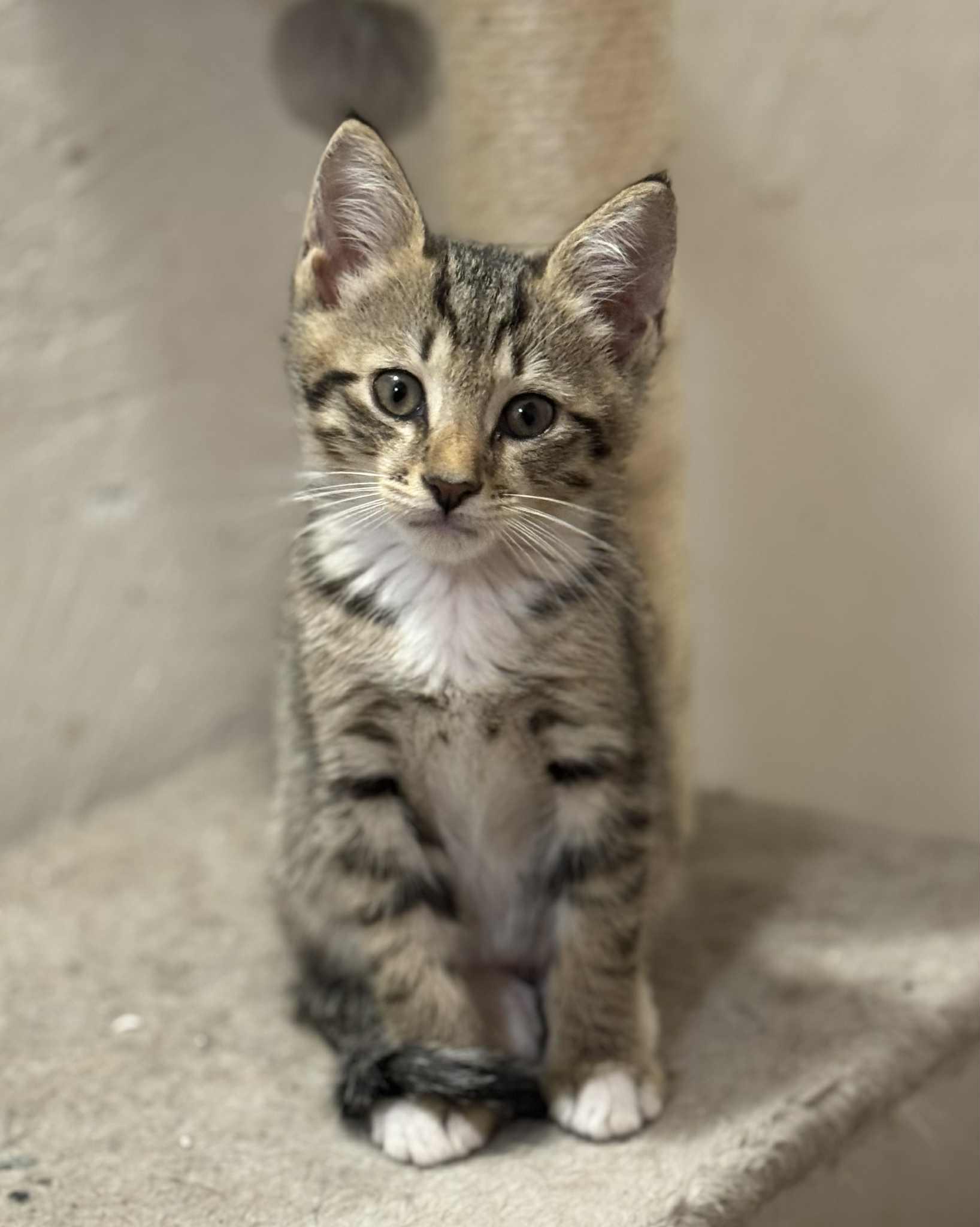 Timmy (Alex-fostered in FL) photo 3