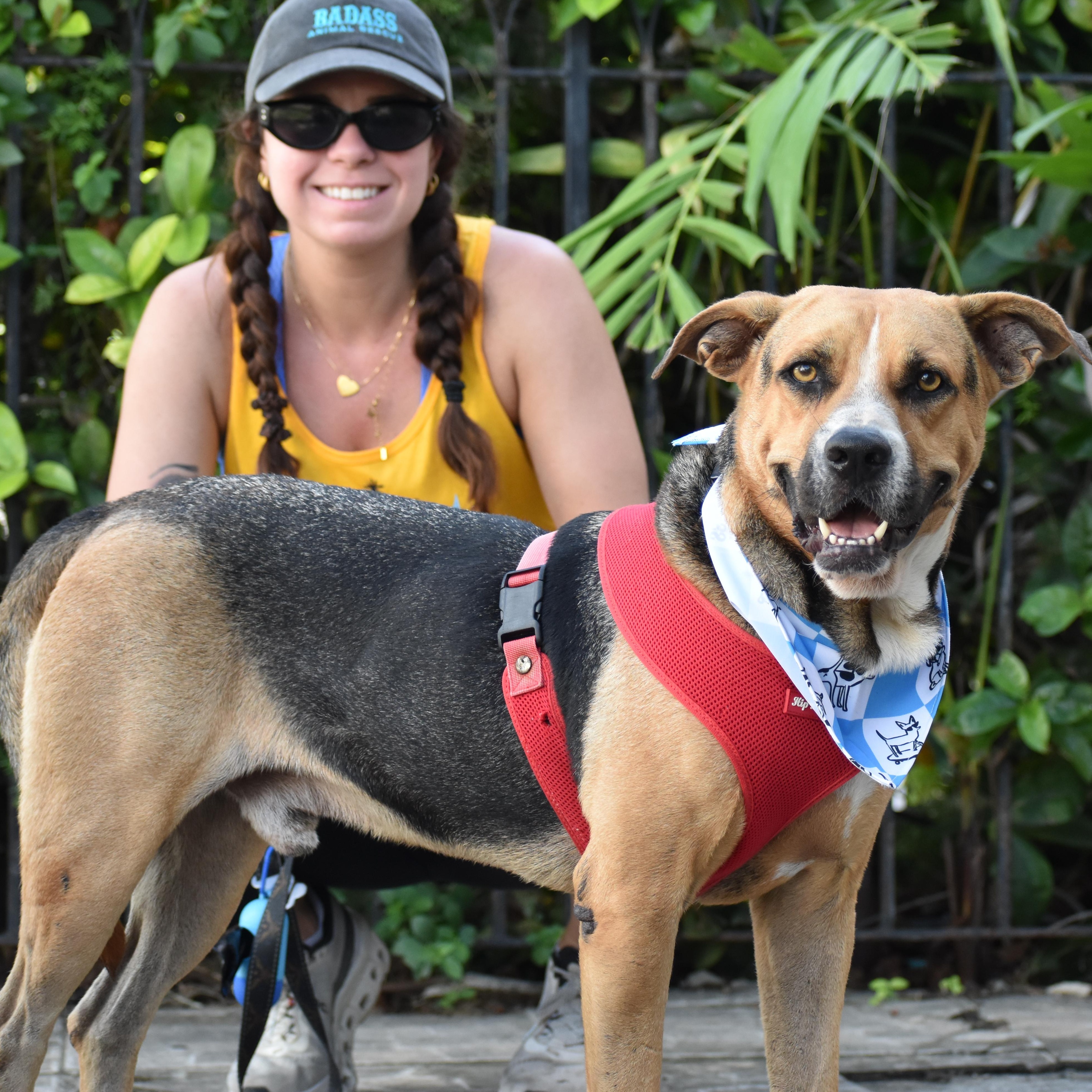 Enlarge Rex, a ADOPTABLE Shepherd in Brooklyn, NY image 2/4