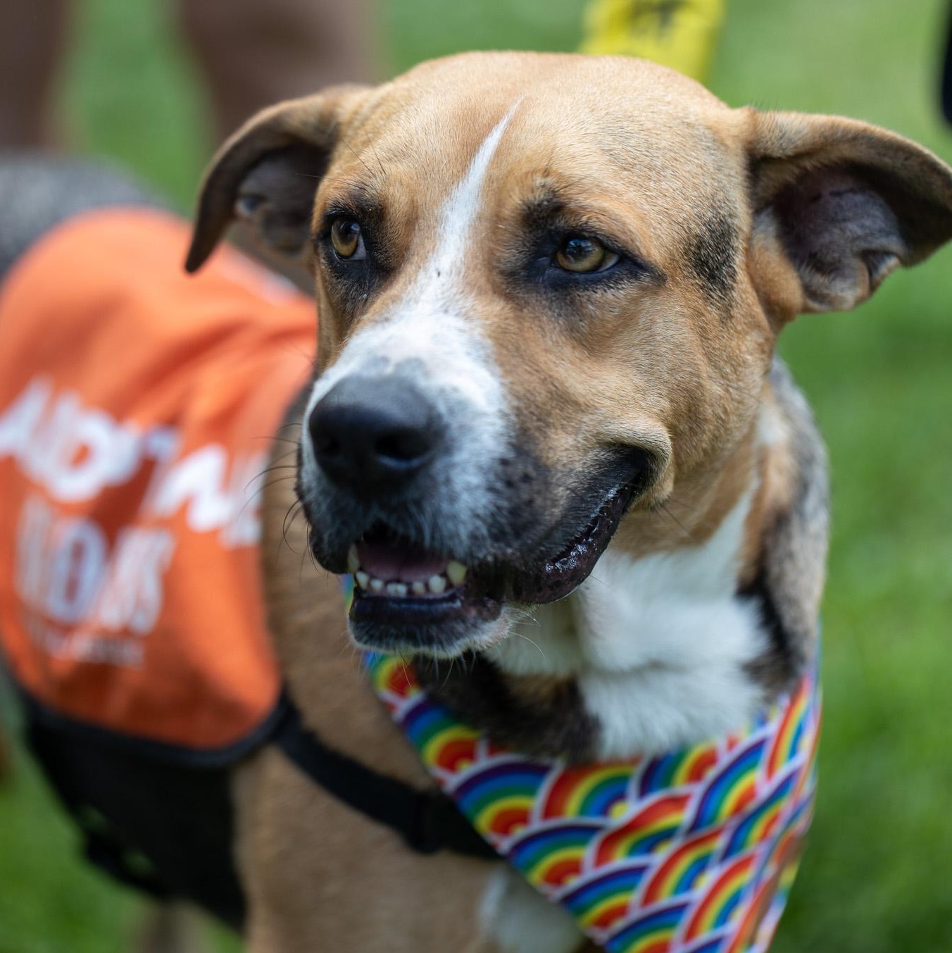 Enlarge Rex, a Adoptable Shepherd in Brooklyn, NY image 5/6