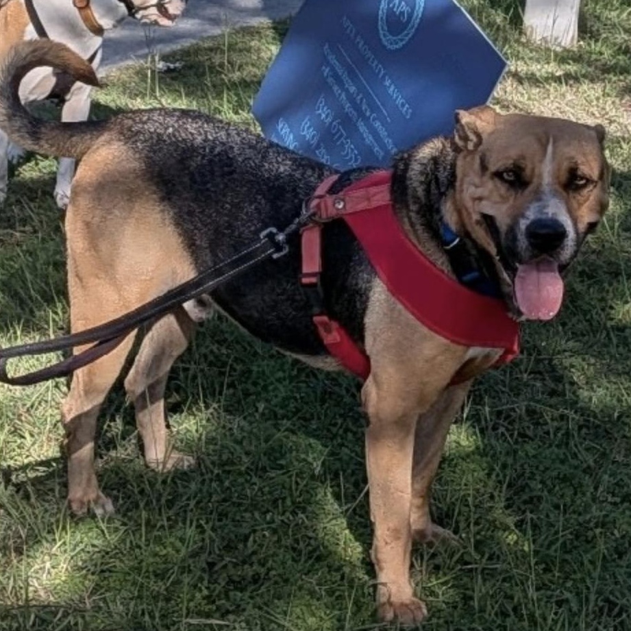 Enlarge Rex, a ADOPTABLE Shepherd in Brooklyn, NY image 4/4