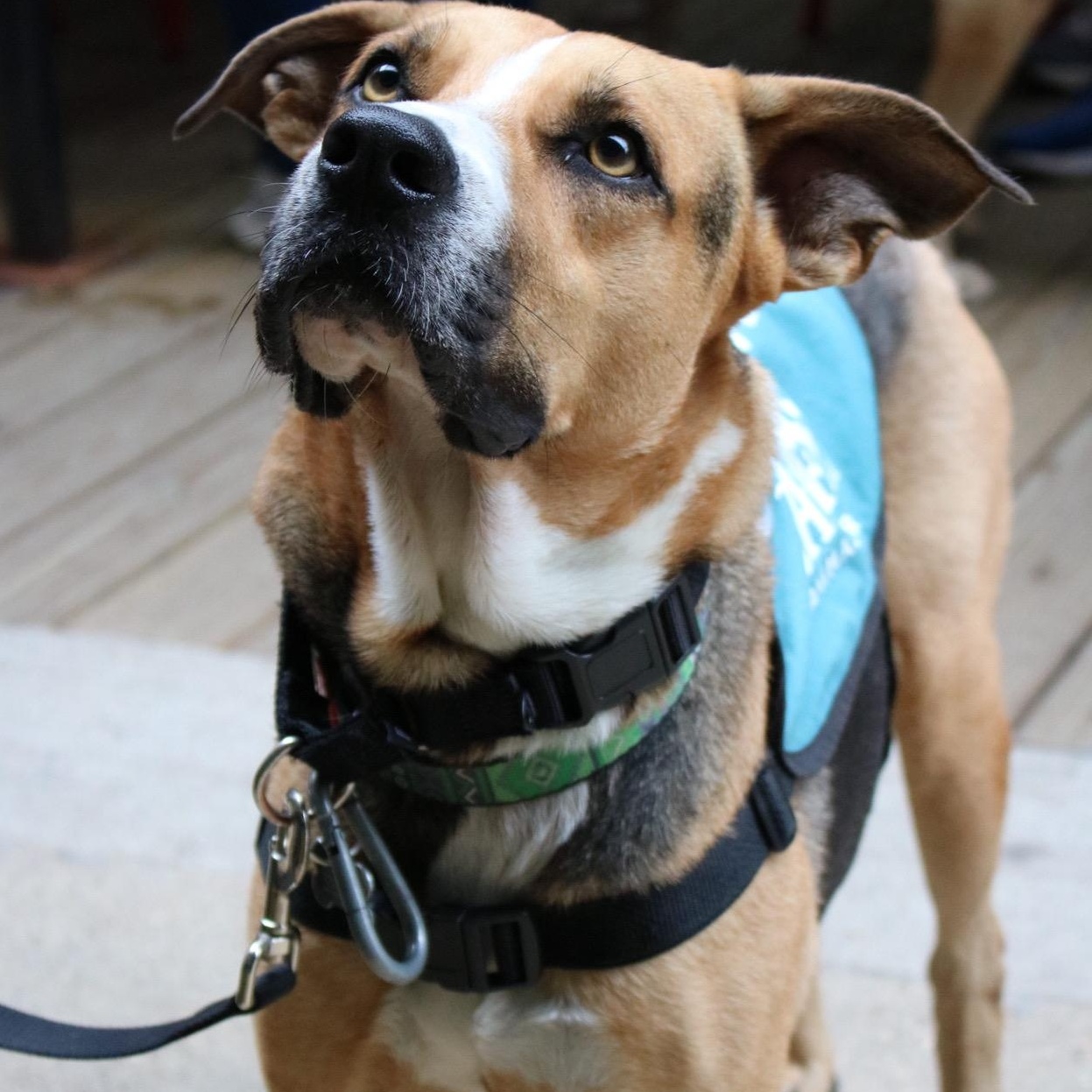 Enlarge Rex, a Adoptable Shepherd in Brooklyn, NY image 2/6