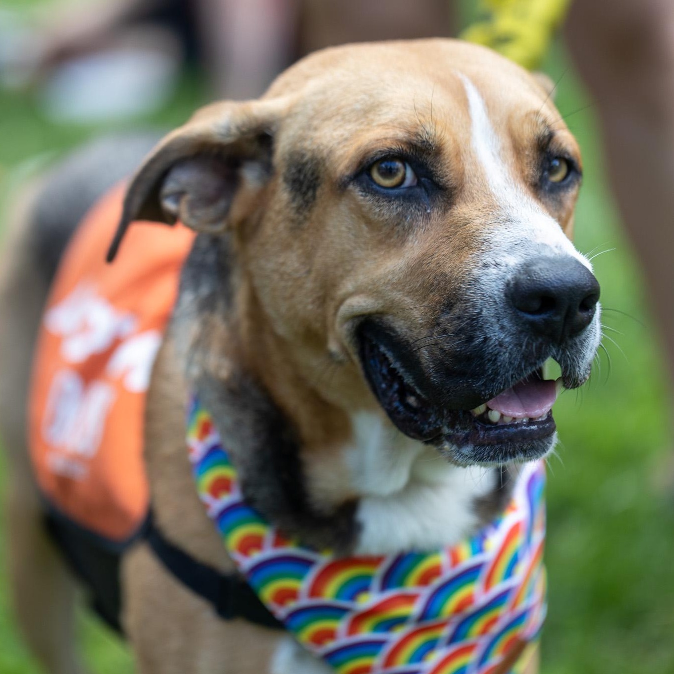 Enlarge Rex, a Adoptable Shepherd in Brooklyn, NY image 3/6