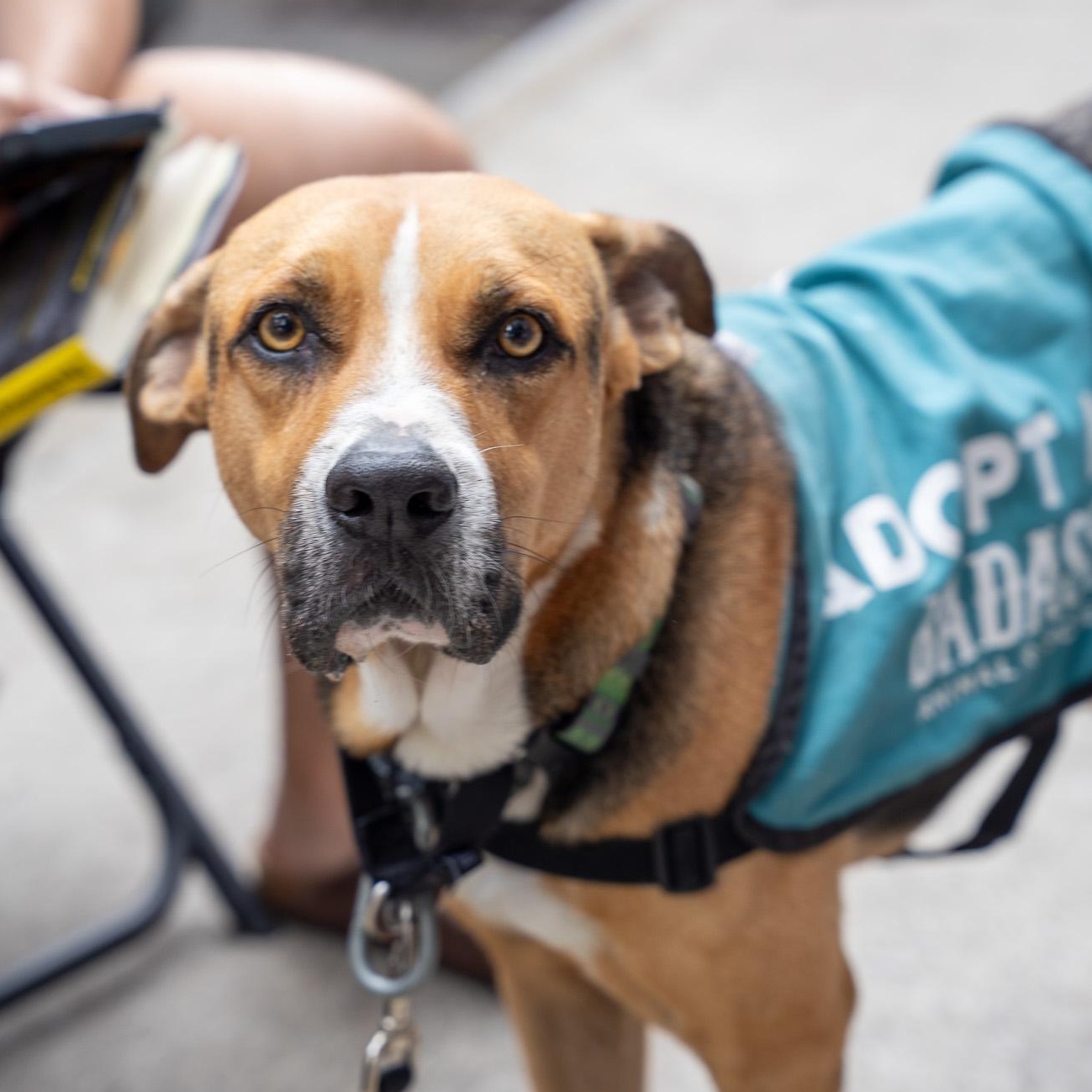Enlarge Rex, a Adoptable Shepherd in Brooklyn, NY image 6/6