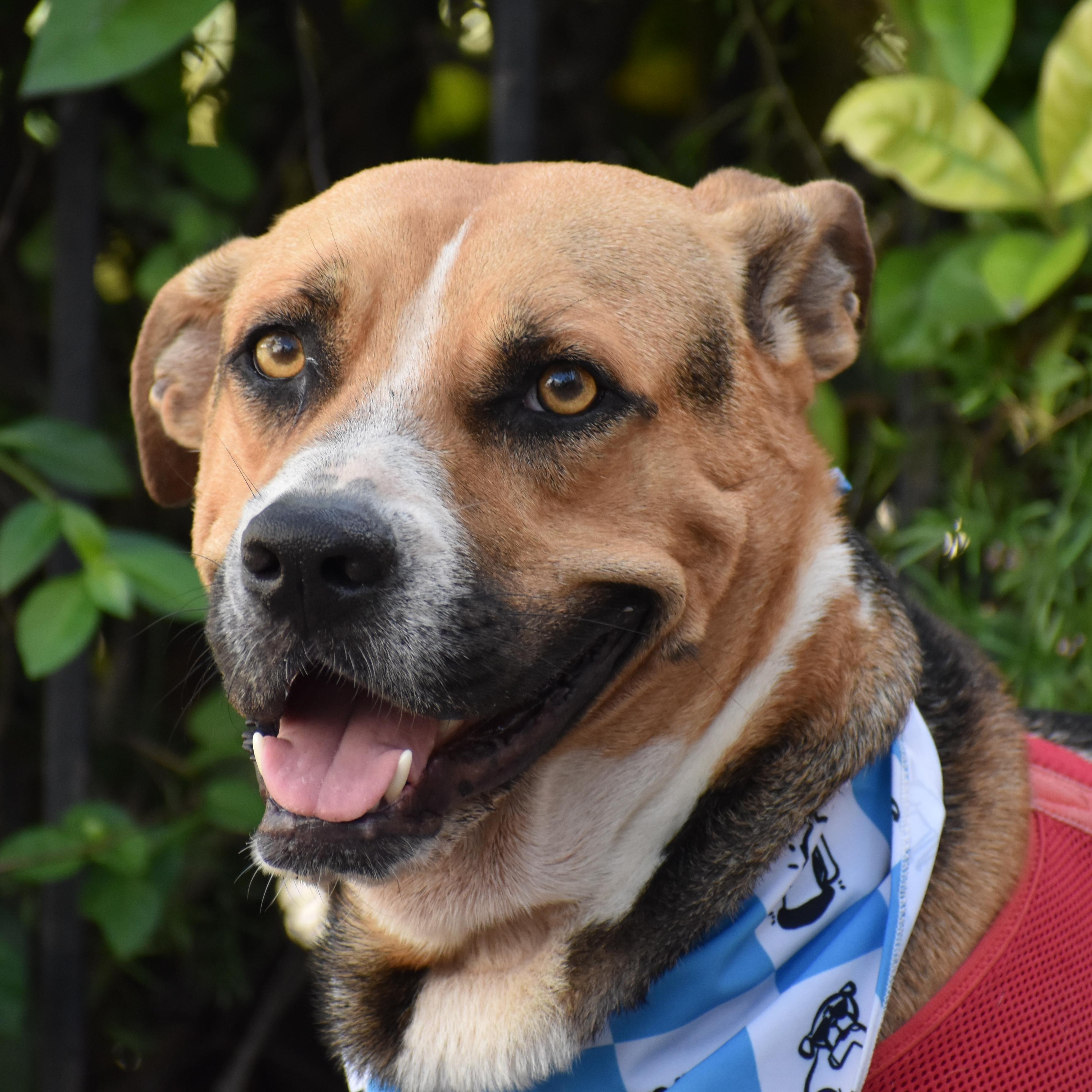 Enlarge Rex, a ADOPTABLE Shepherd in Brooklyn, NY image 1/4