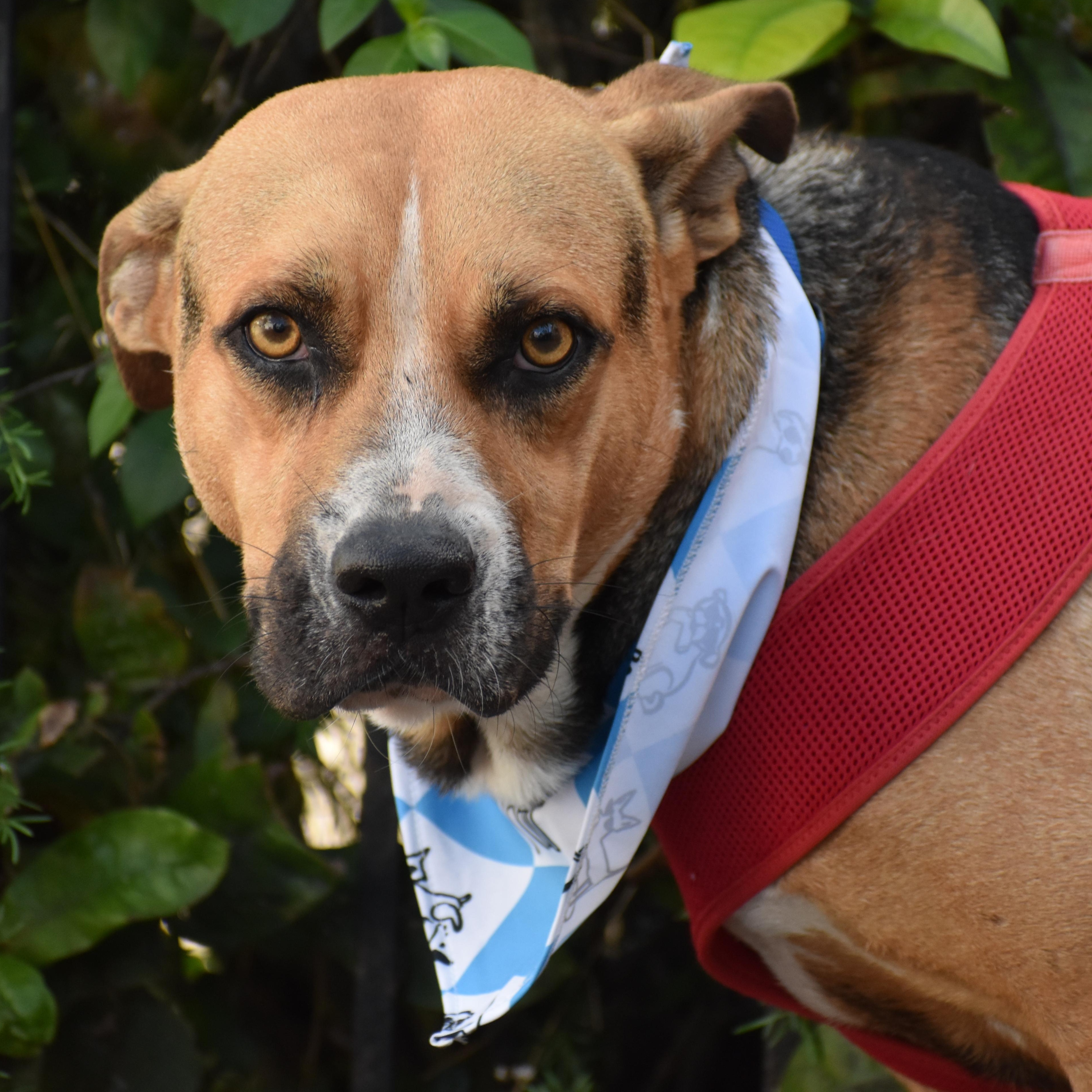 Enlarge Rex, a ADOPTABLE Shepherd in Brooklyn, NY image 3/4