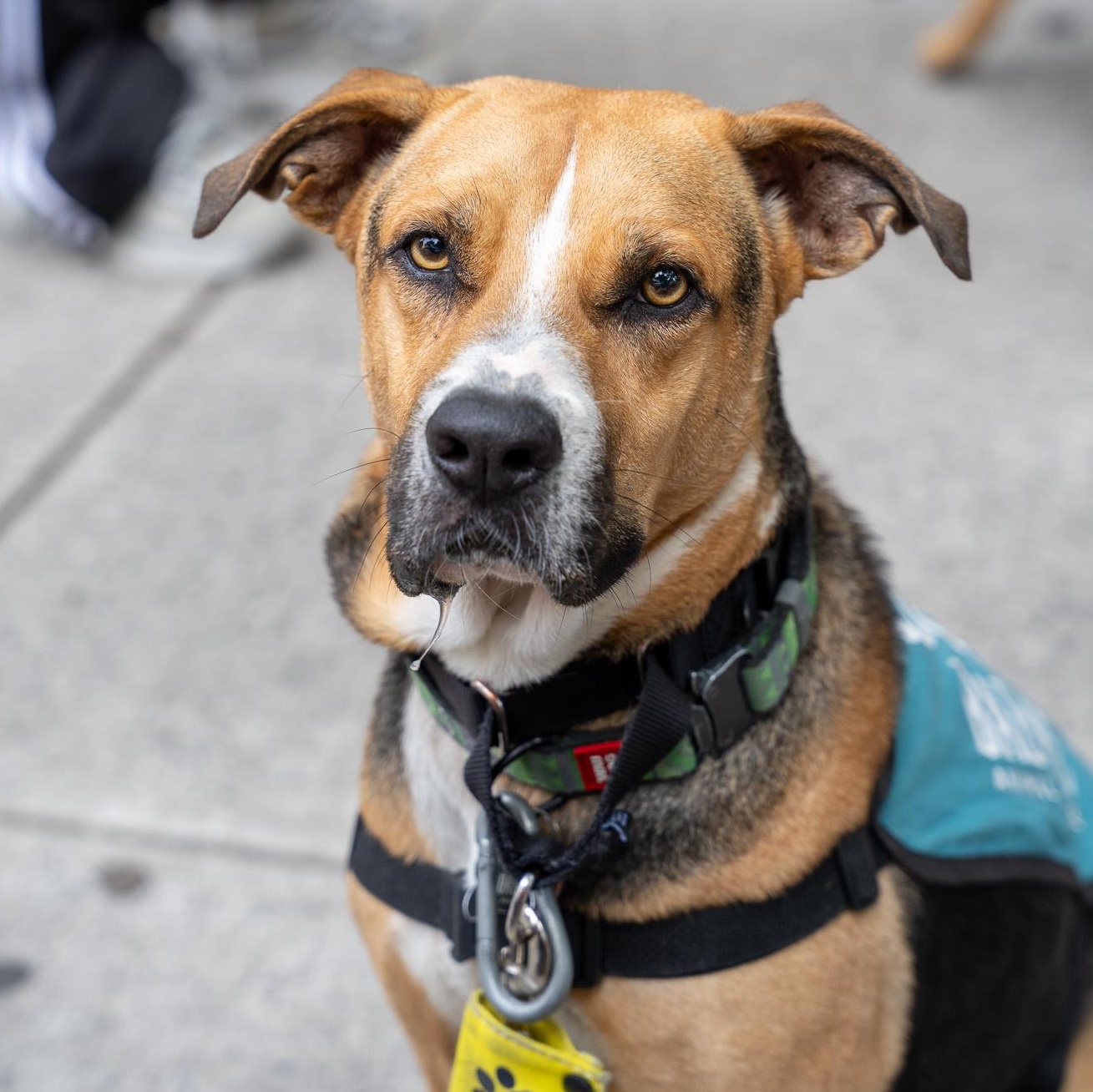 Enlarge Rex, a Adoptable Shepherd in Brooklyn, NY image 1/6