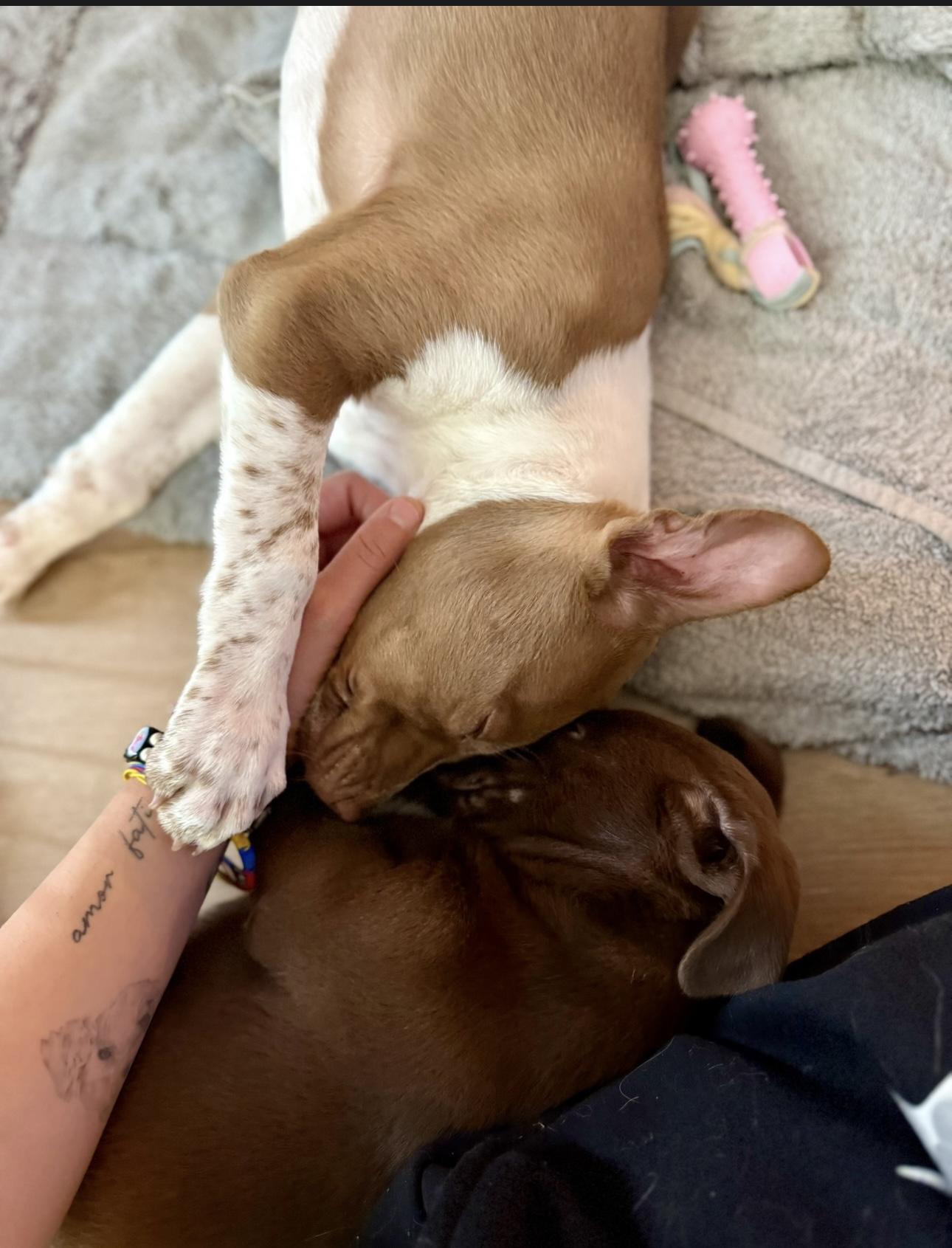 Enlarge Cowboy, an adopted mixed breed in Burbank, CA image 3/5