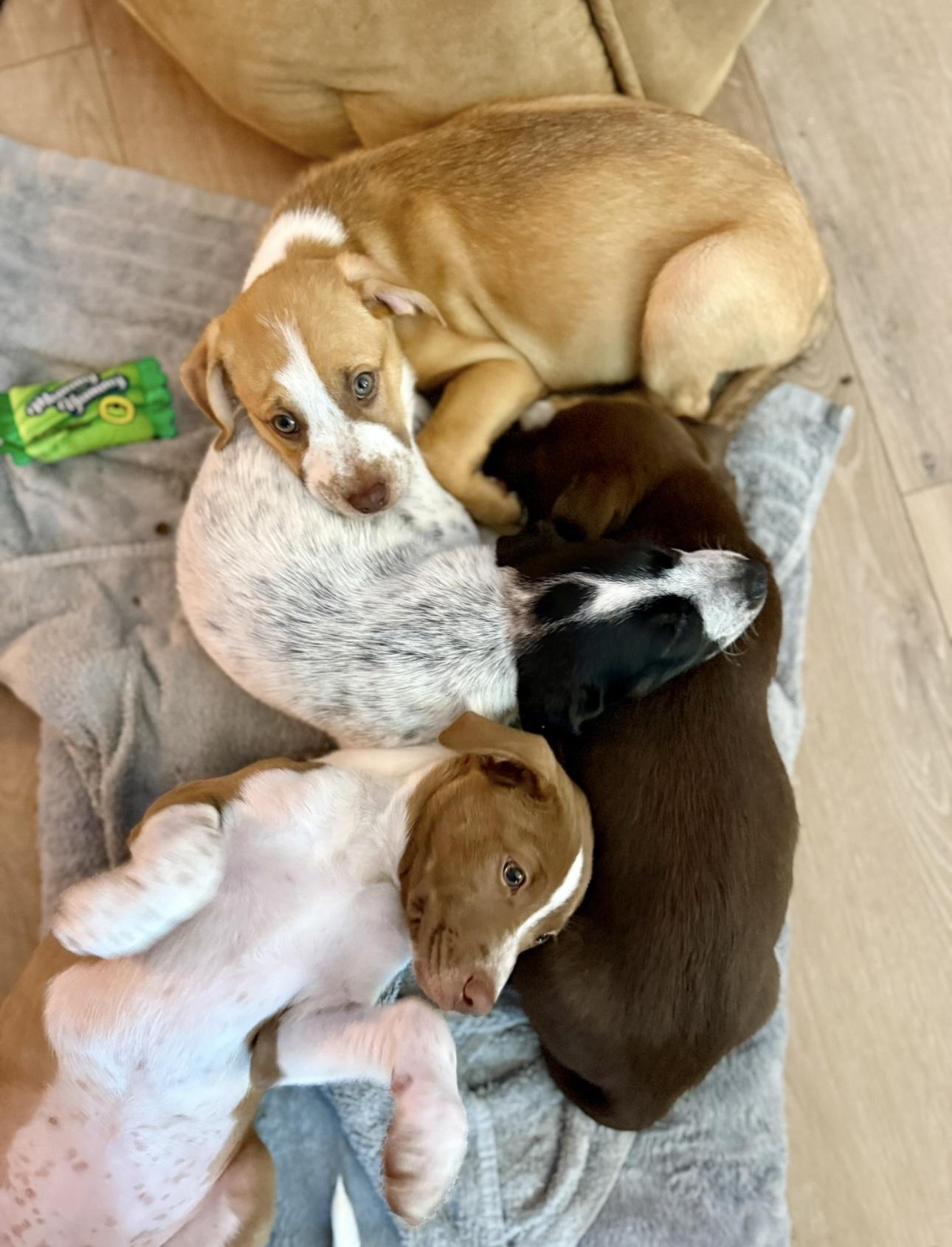 Enlarge Cowboy, an adopted mixed breed in Burbank, CA image 4/5