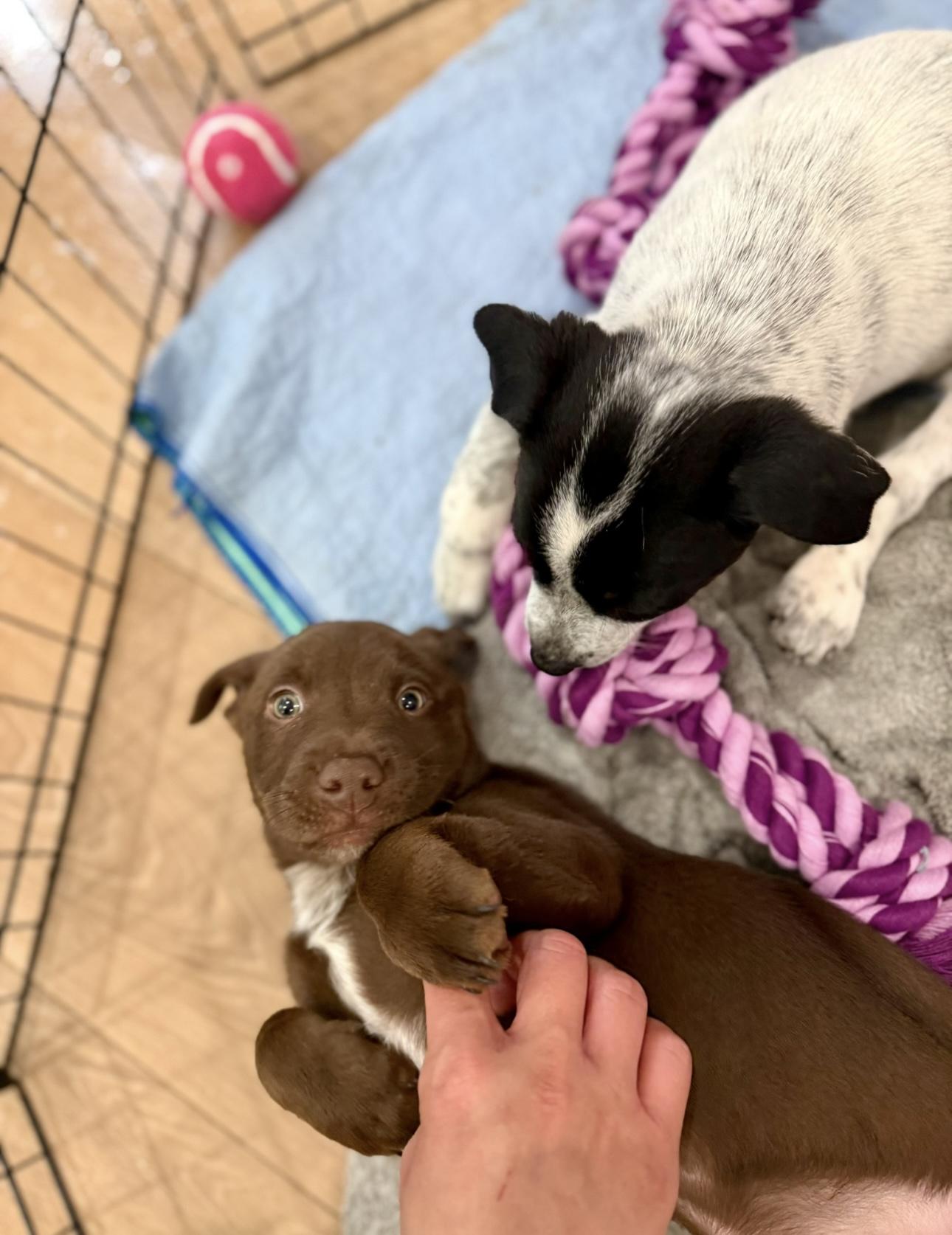 Enlarge Cowboy, an adopted mixed breed in Burbank, CA image 5/5