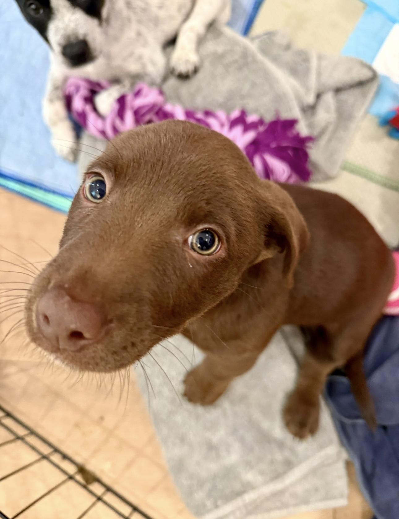 Cowboy, adopted, Puppy Male Dachshund & Australian Cattle Dog / Blue Heeler.
