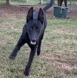 Enlarge VADER - TRANSPORT AVAILABLE, a Adoptable mixed breed in Putnam, CT image 3/6