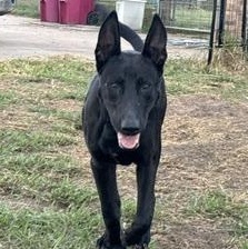 Enlarge VADER - TRANSPORT AVAILABLE, a Adoptable mixed breed in Putnam, CT image 2/6