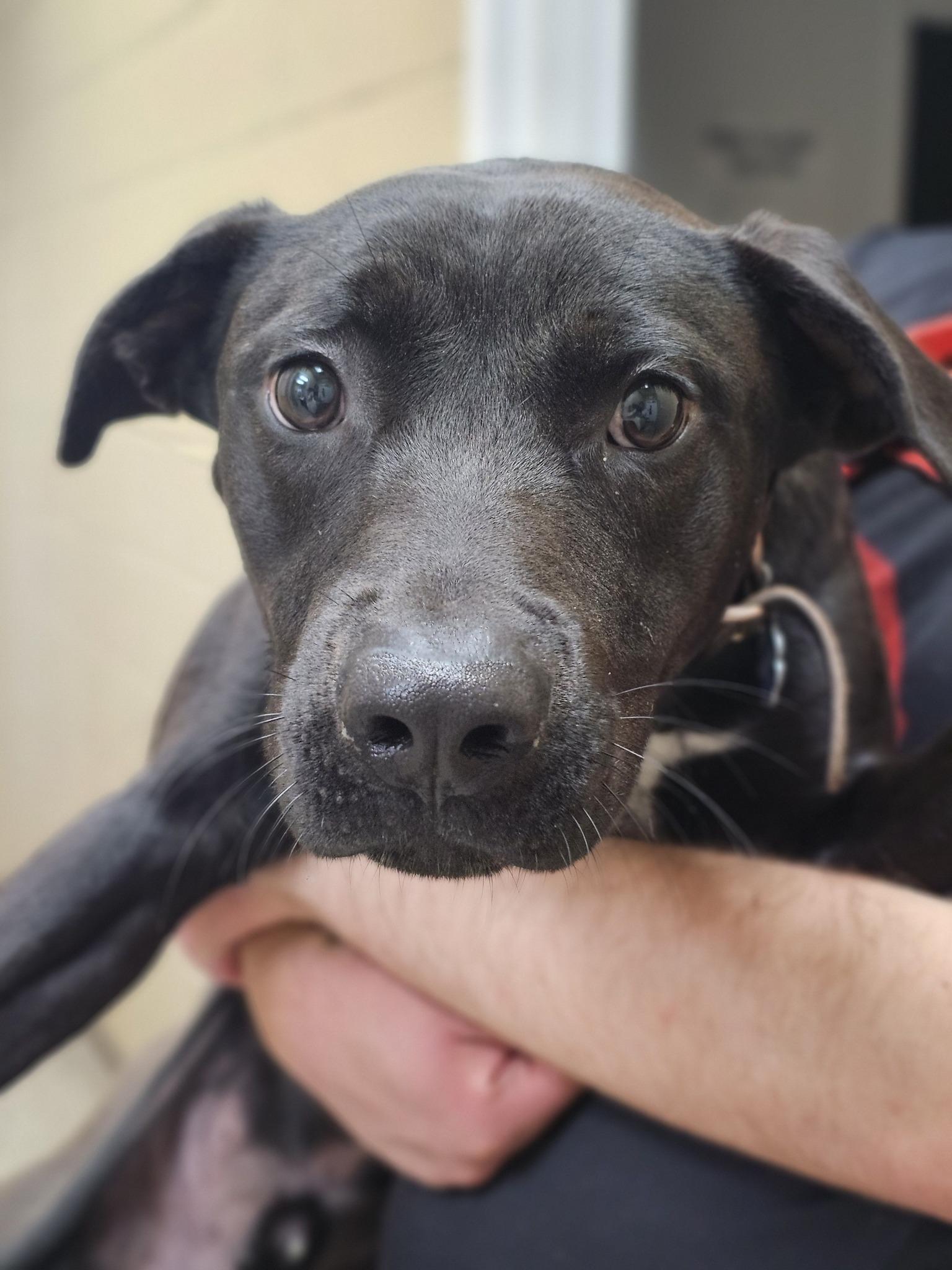 Enlarge Black Jack, a ADOPTABLE Black Labrador Retriever in Fort Payne, AL image 1/1