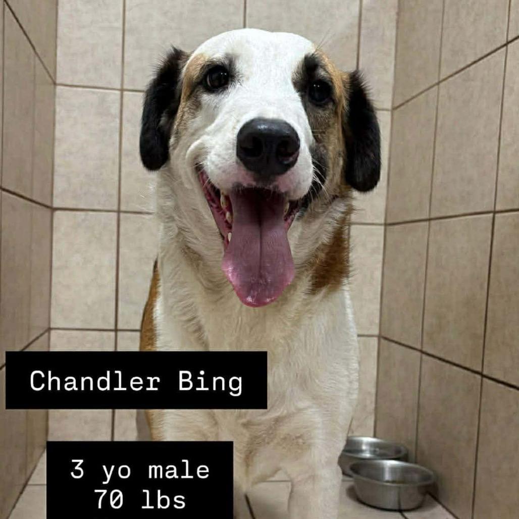 Chandler Bing, Adoptable, Adult Male Mixed Breed.