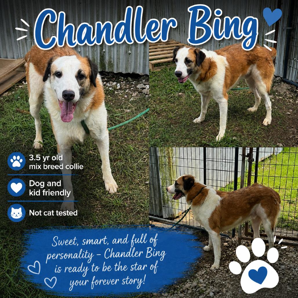 Chandler Bing, a Adoptable Mixed Breed in Aulac , NB image 2/2