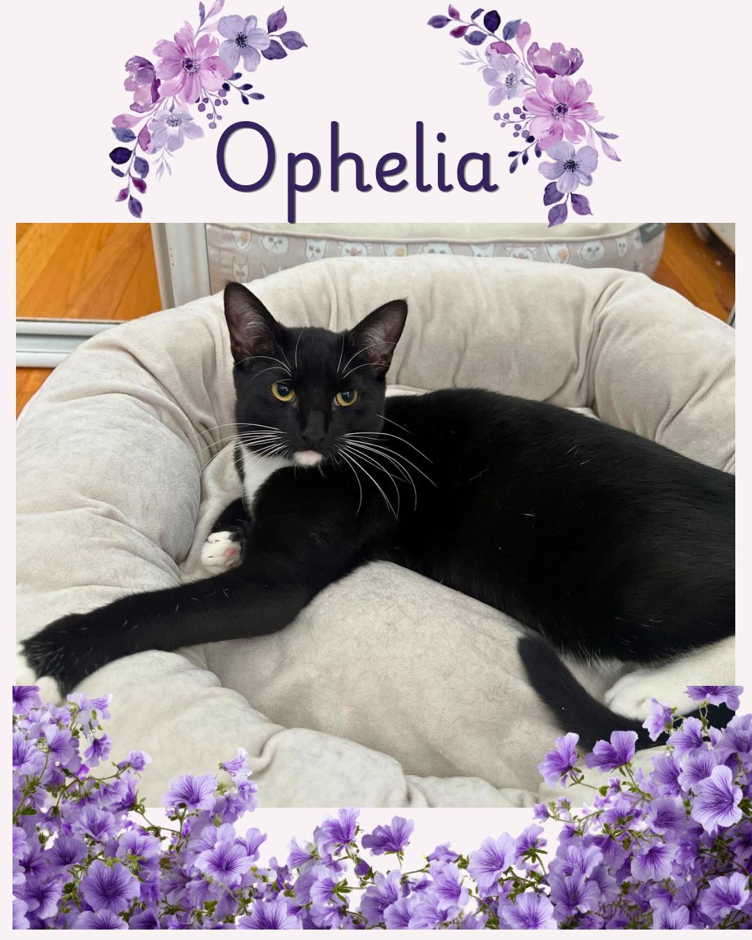 Ophelia and Theo , a ADOPTABLE Domestic Short Hair in Bronx, NY image 3/4
