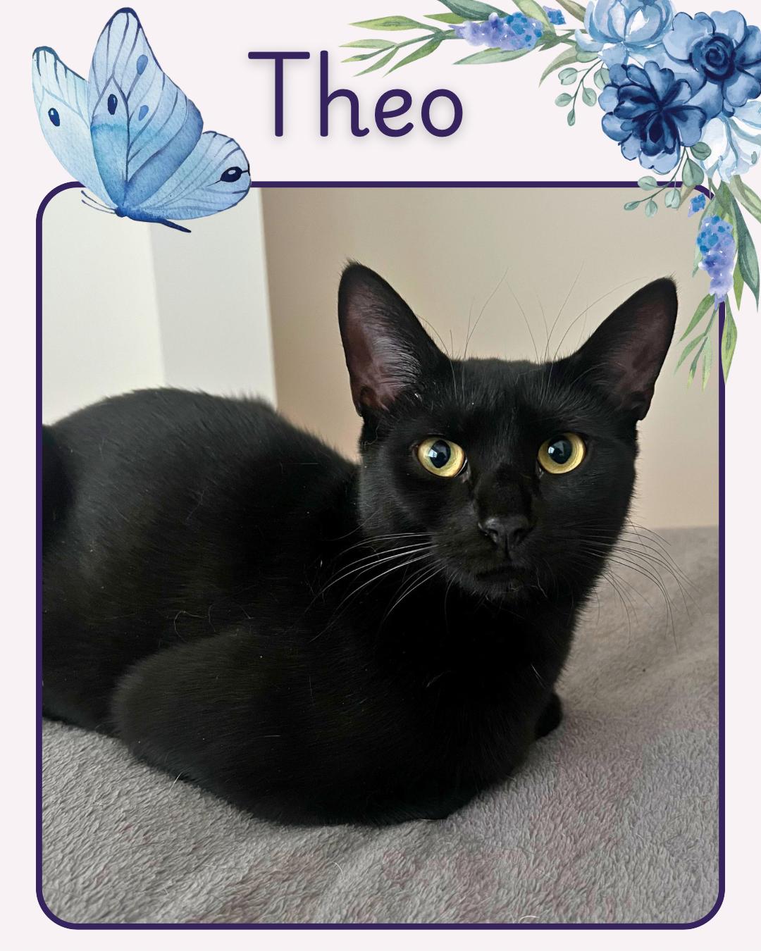 Ophelia and Theo , a ADOPTABLE Domestic Short Hair in Bronx, NY image 2/4