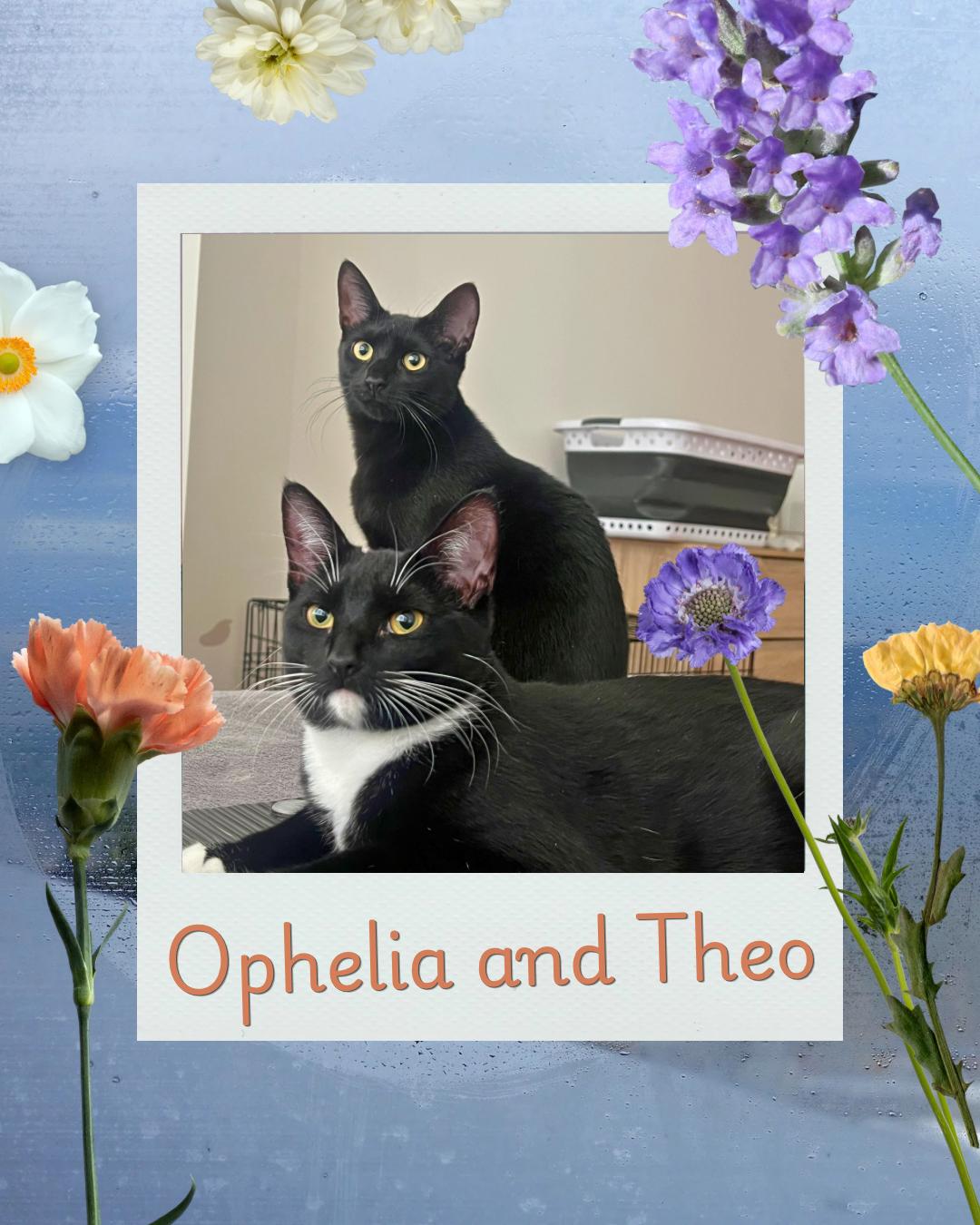 Ophelia and Theo , ADOPTABLE, Young Female Domestic Short Hair.