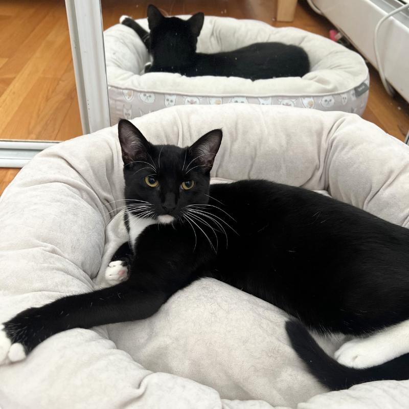 Enlarge Ophelia and Theo , a ADOPTABLE Domestic Short Hair in Port Chester, NY image 3/3