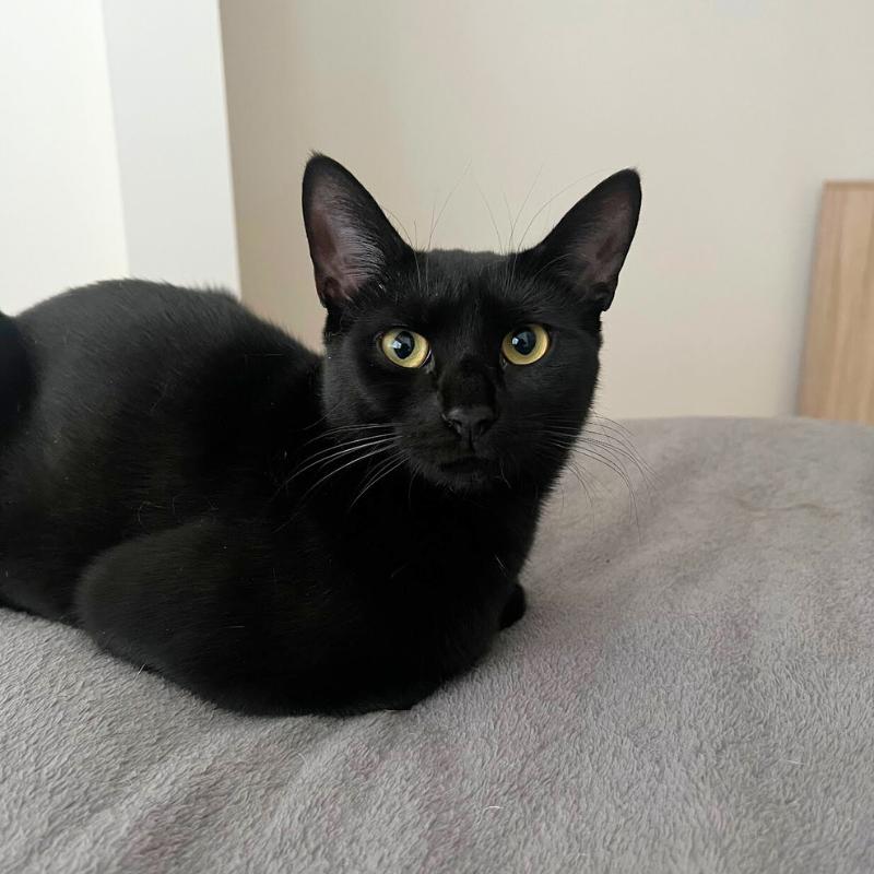 Enlarge Ophelia and Theo , a ADOPTABLE Domestic Short Hair in Port Chester, NY image 2/3