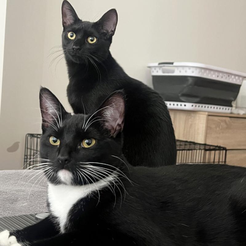 Ophelia and Theo , ADOPTABLE, Kitten Female Domestic Short Hair.