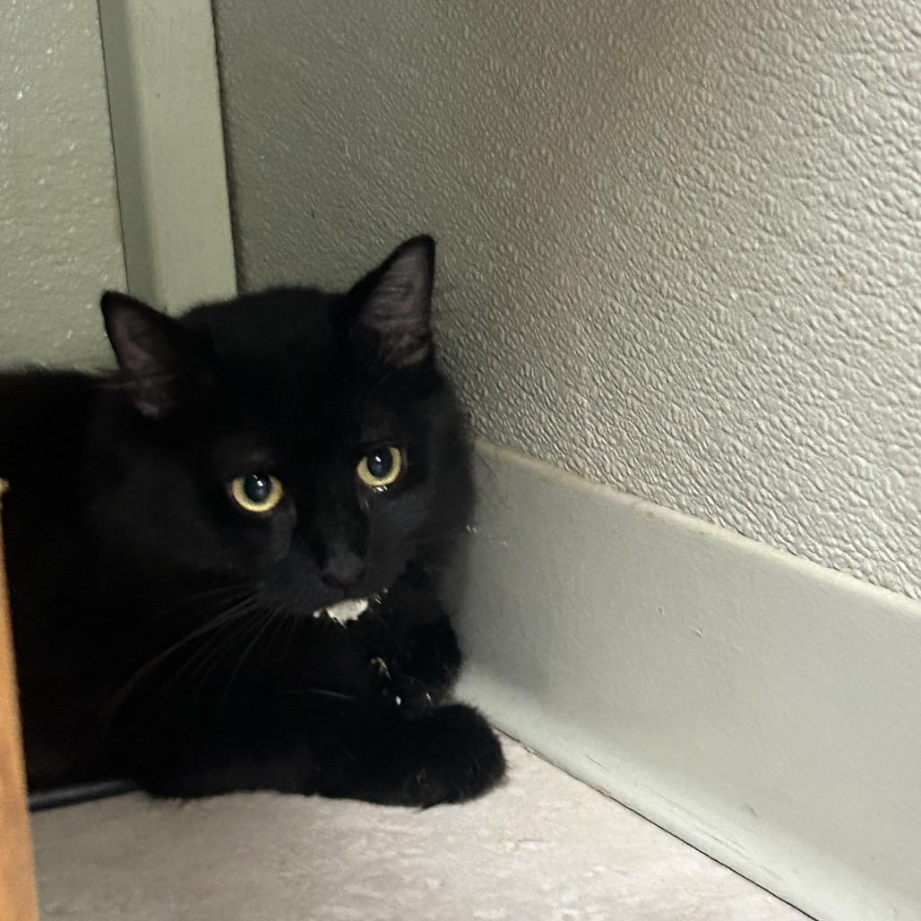 Salem photo