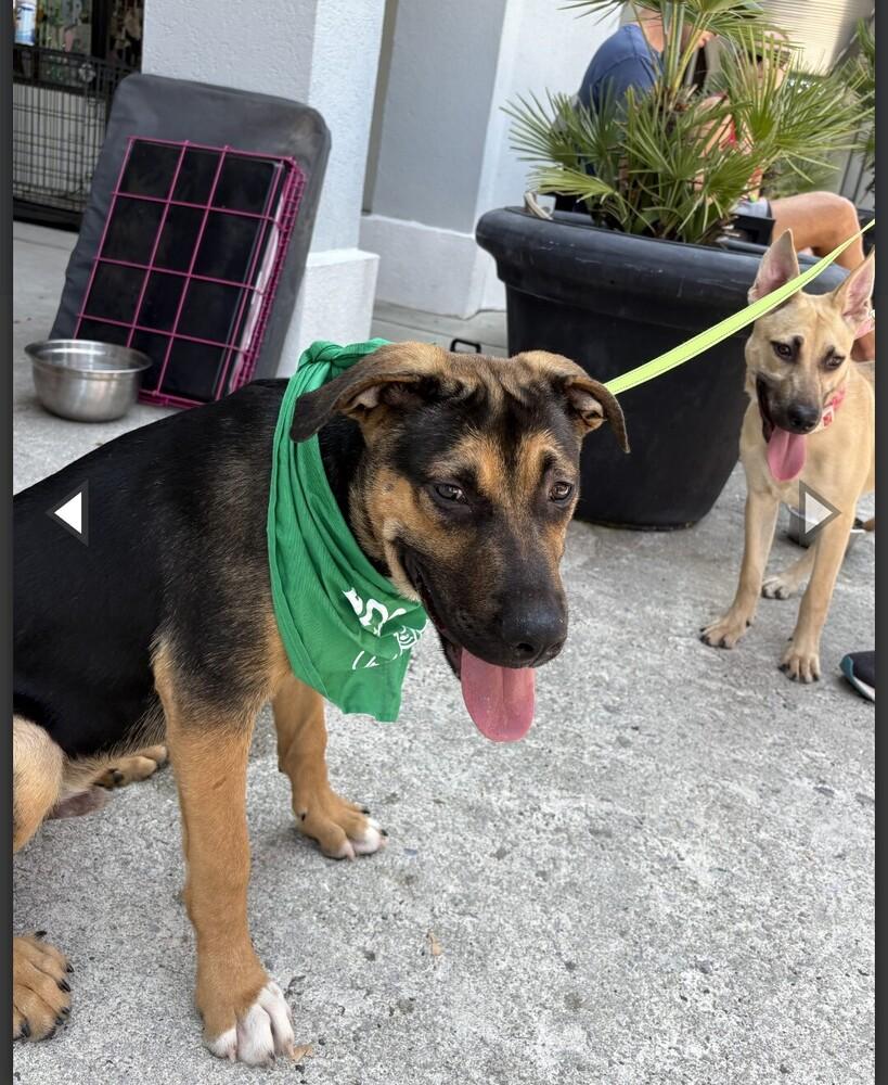 HUNTLEY, Adoptable, Young Male German Shepherd Dog.