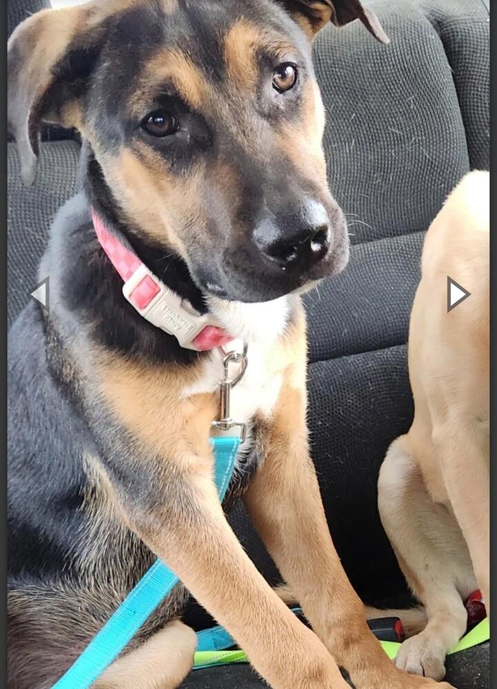 HUNTLEY, a Adoptable mixed breed in Thompson, PA image 3/4