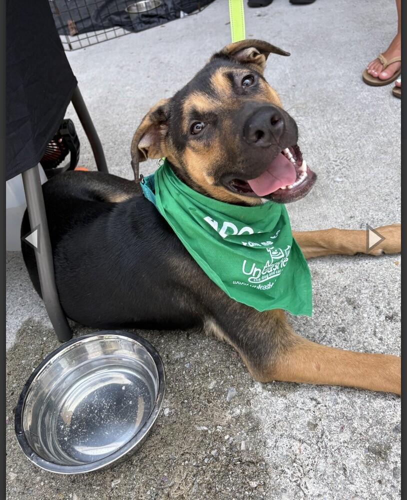 HUNTLEY, a Adoptable mixed breed in Thompson, PA image 4/4