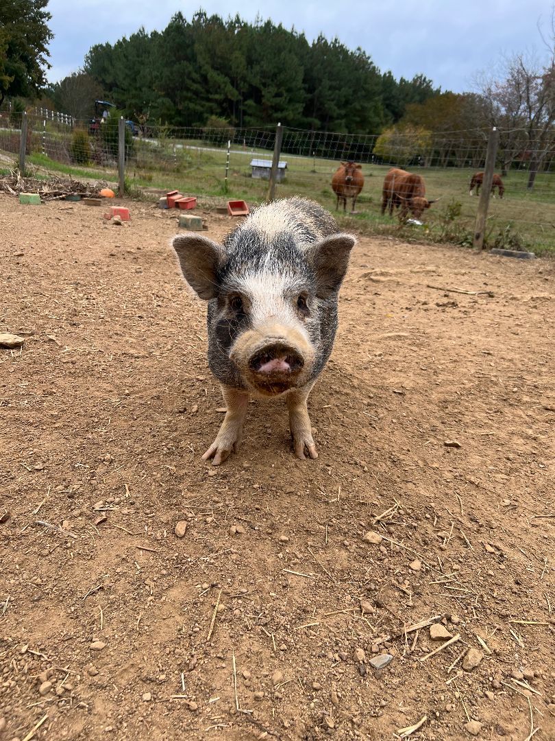 The 4 pig brothers photo 3